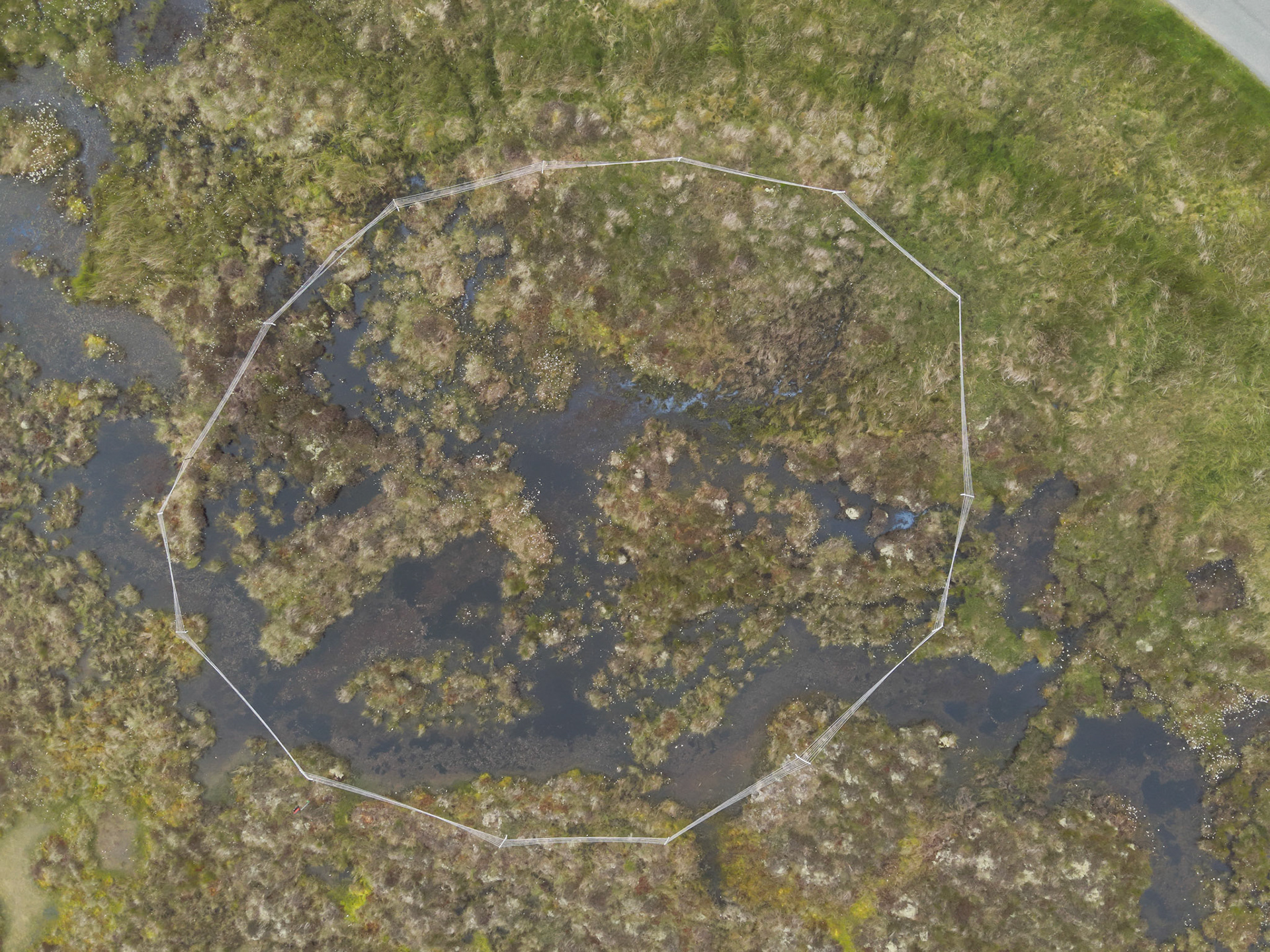 Curlew nest P 2, taken with drone, looking down. Summer, North Wales, UK.