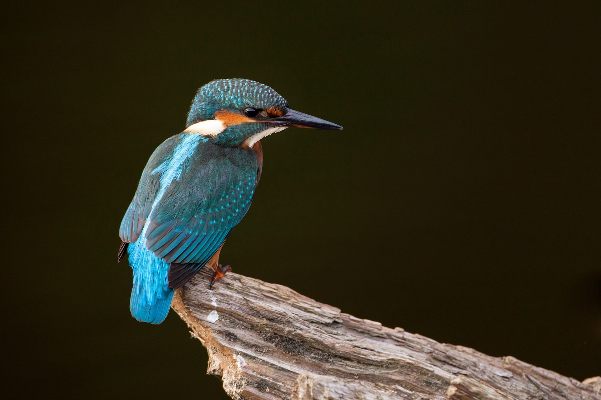 Kingfisher, Alcedo atthis, adult male, perching on tree stump with dark background, Summer, Wales, UK.