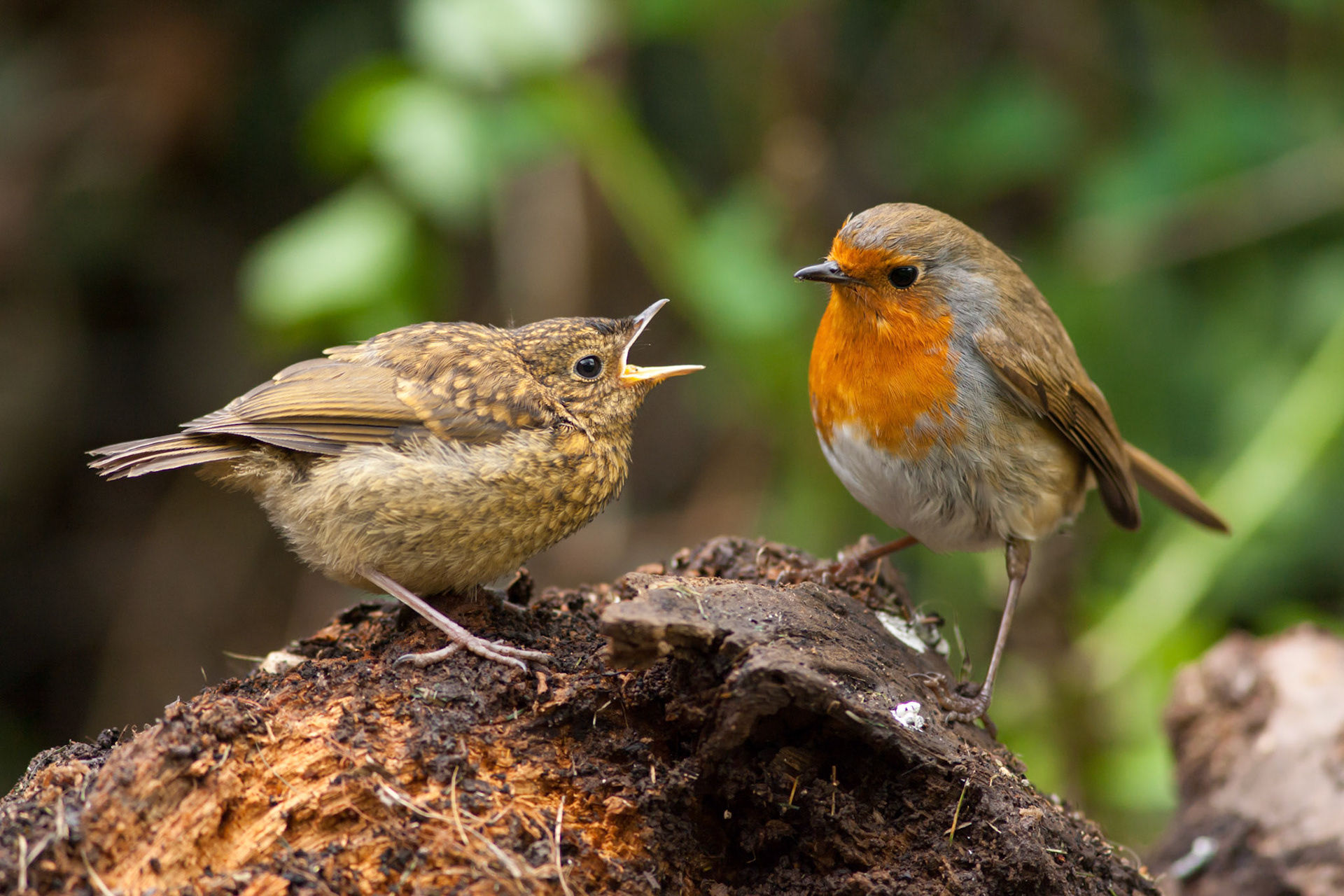 Juvenile Robin begging for food from parent