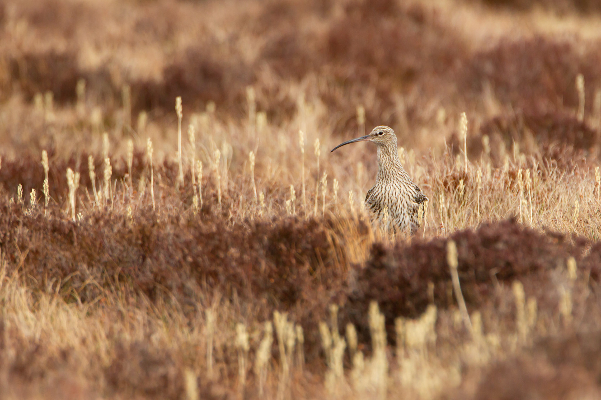 Curlew, adult, on moor, spring, North Wales, UK.