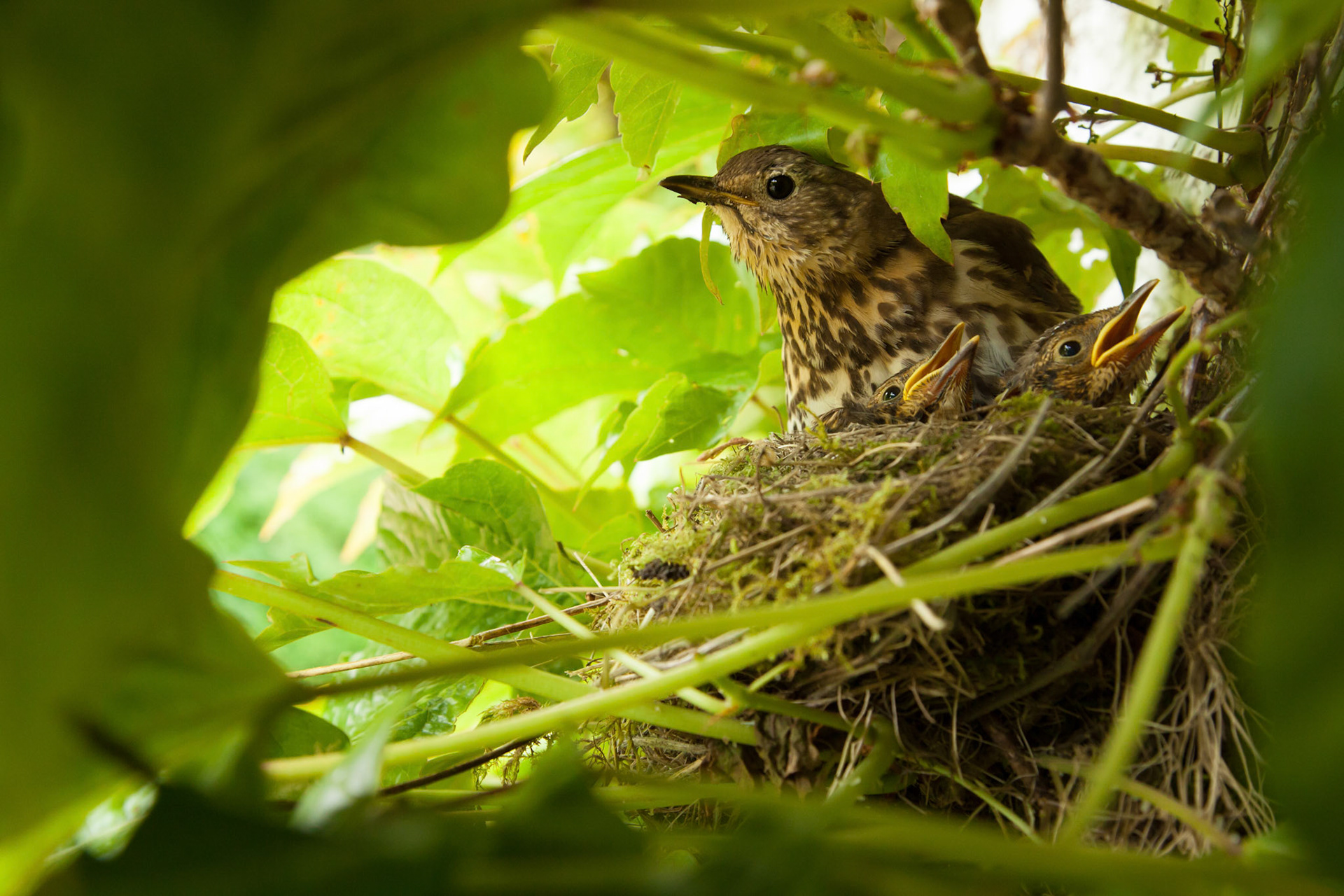 Song Thrush &amp; Chicks 2