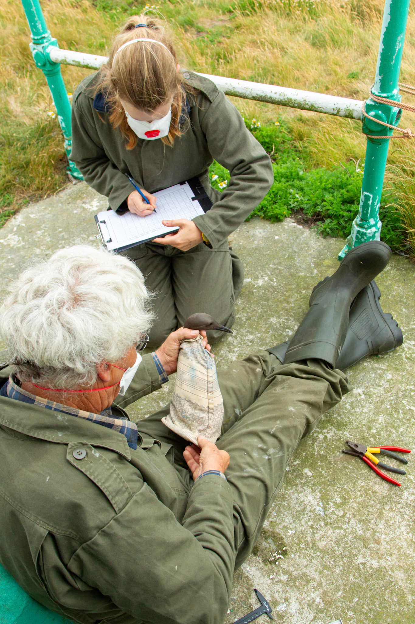 RSPB staff recording measurements taken from adult Gullimot. Summer, RSPB South Stack, Wales, UK