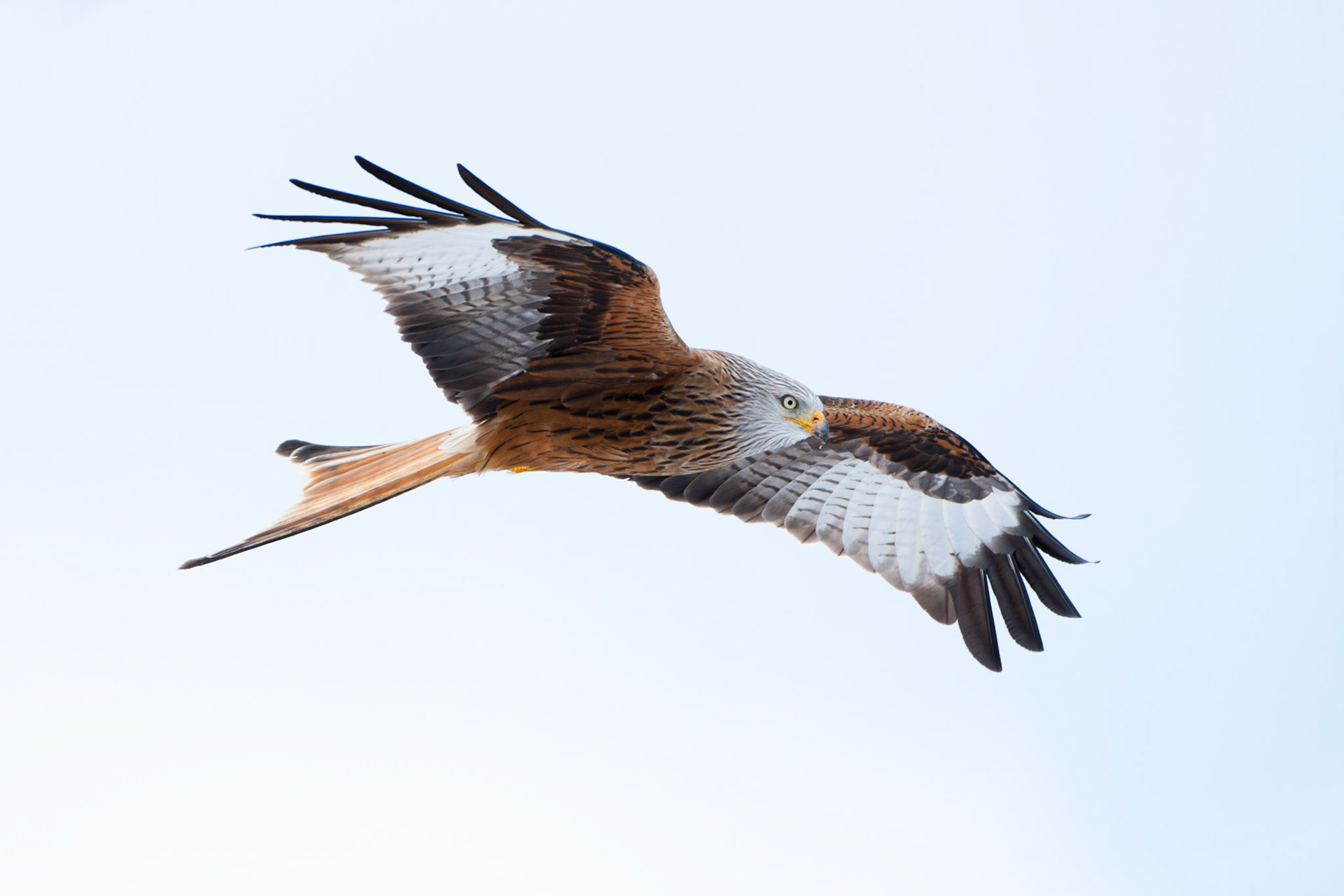 Red Kite soaring©Jake Stephen Photography.