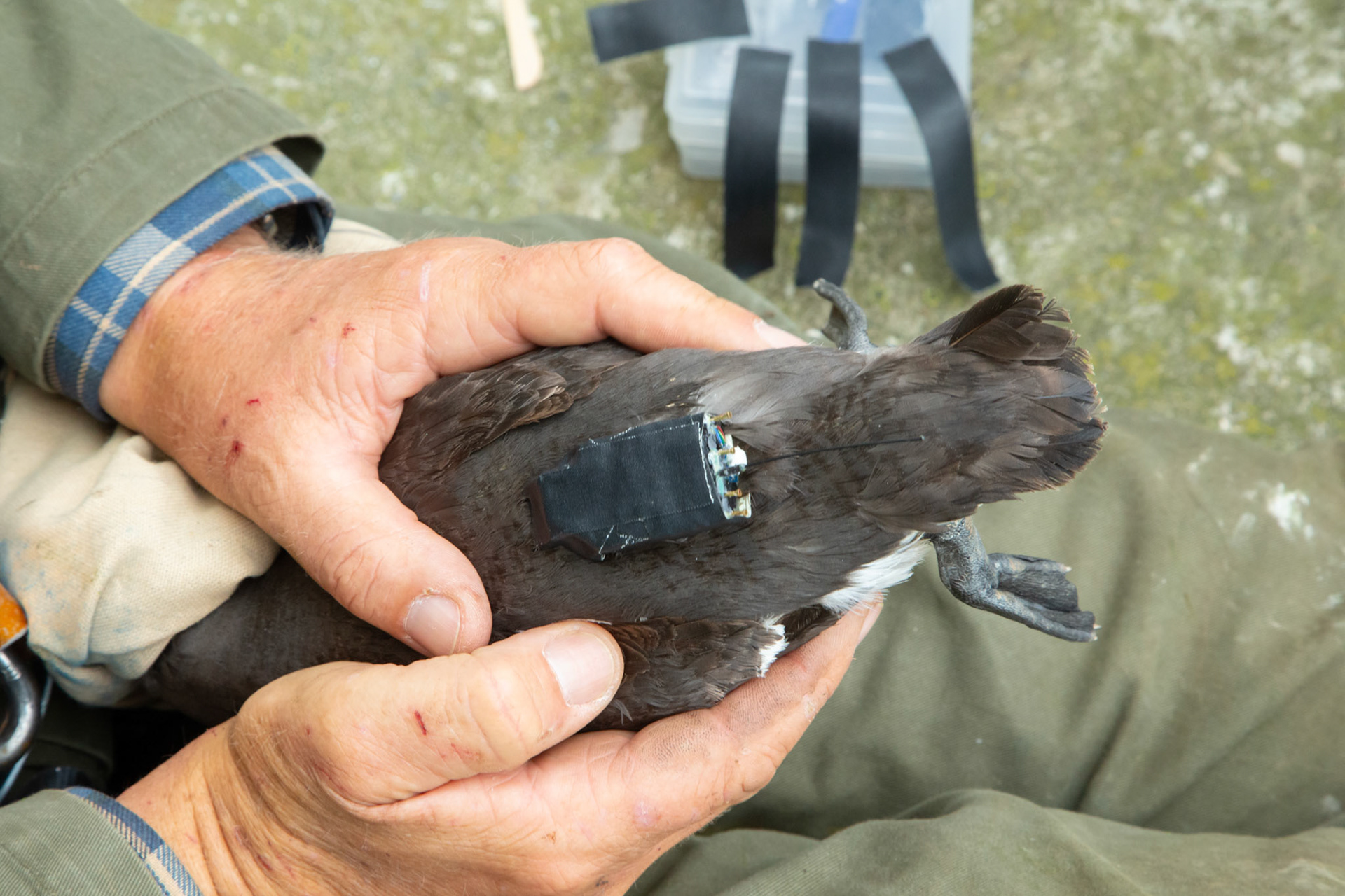 Guillimot with tag on back being held by RSPB staff. Summer, RSPB South Stack, Wales, UK.