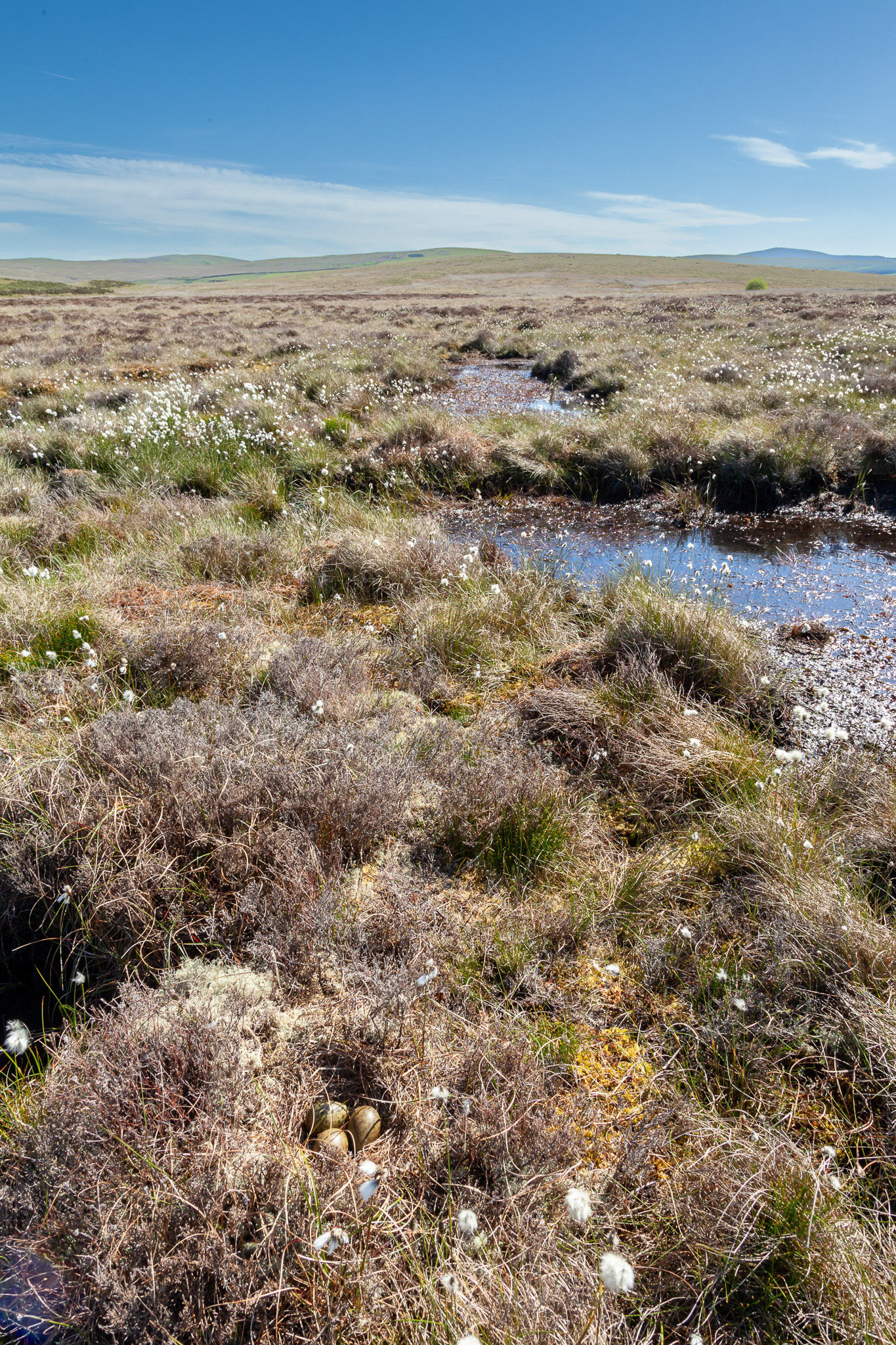 Eggs at Curlew nest P5, shown in landscape, with pools created by RSPB. Spring, North Wales moors,  North Wales, UK.