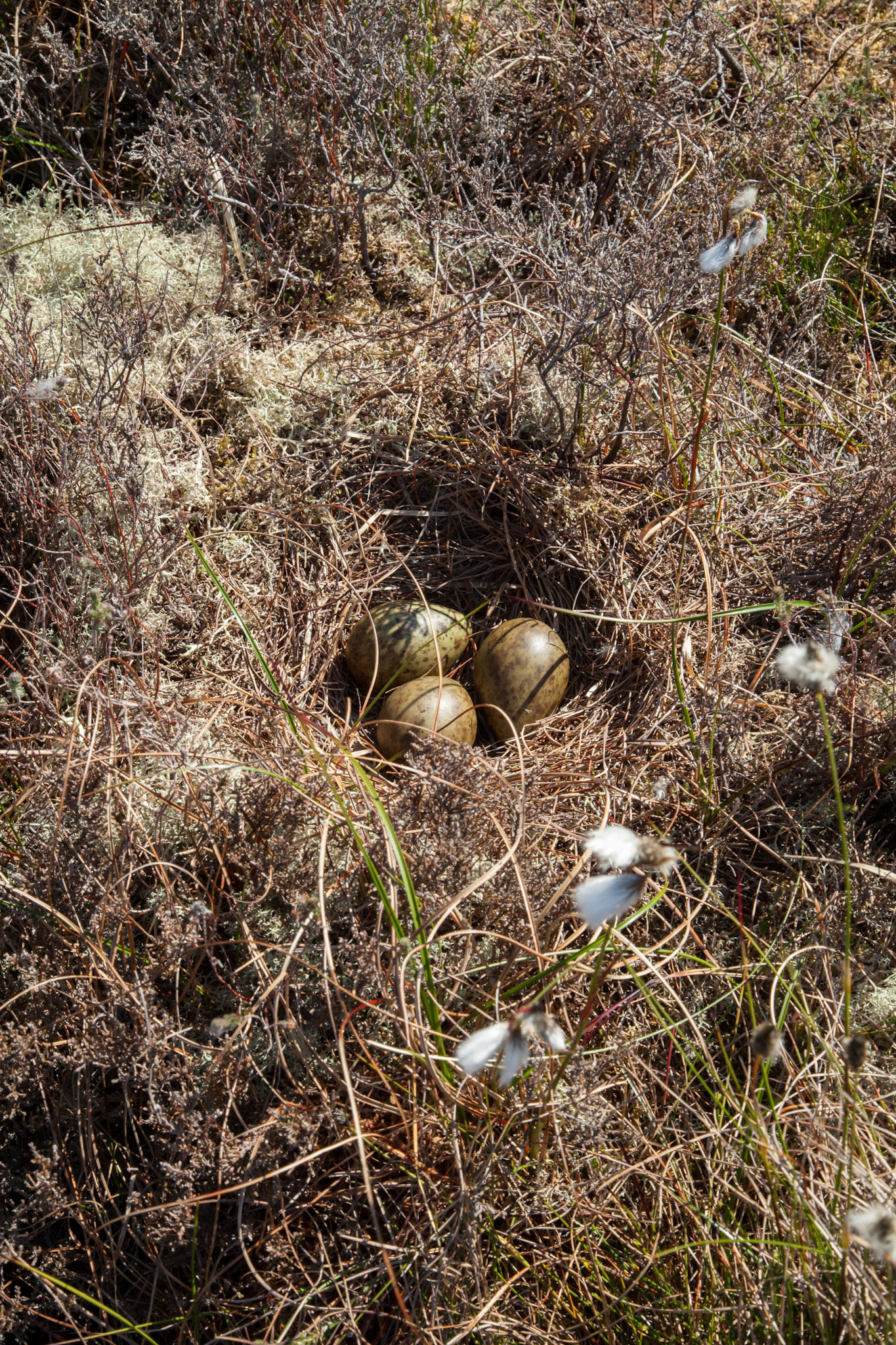 Eggs at Curlew nest P5, Spring, North Wales moors,  North Wales, UK.
