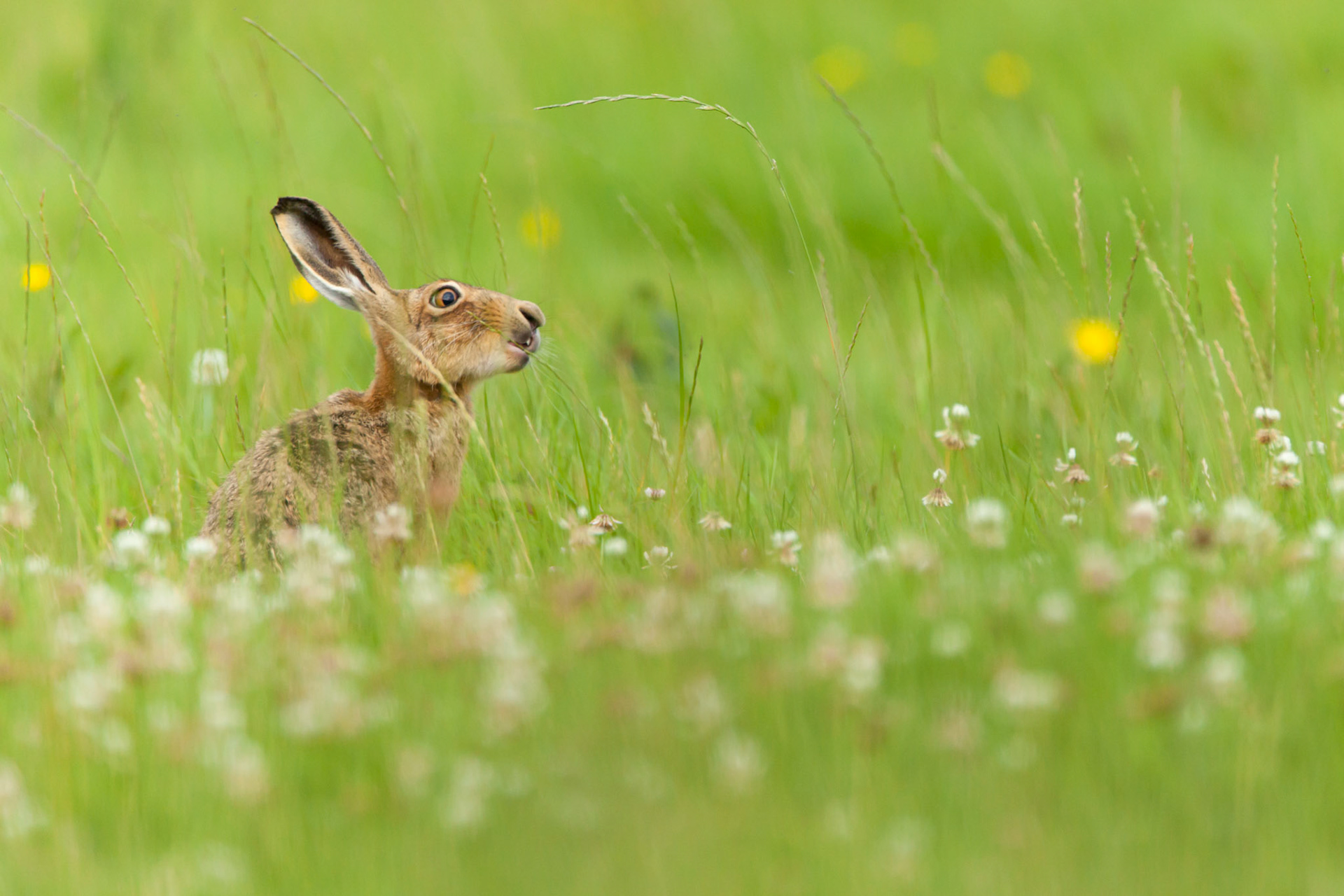 Brown Hare, Lepus europaeus, adult, eat piece of long grass, summer, West Midlands, England, UK