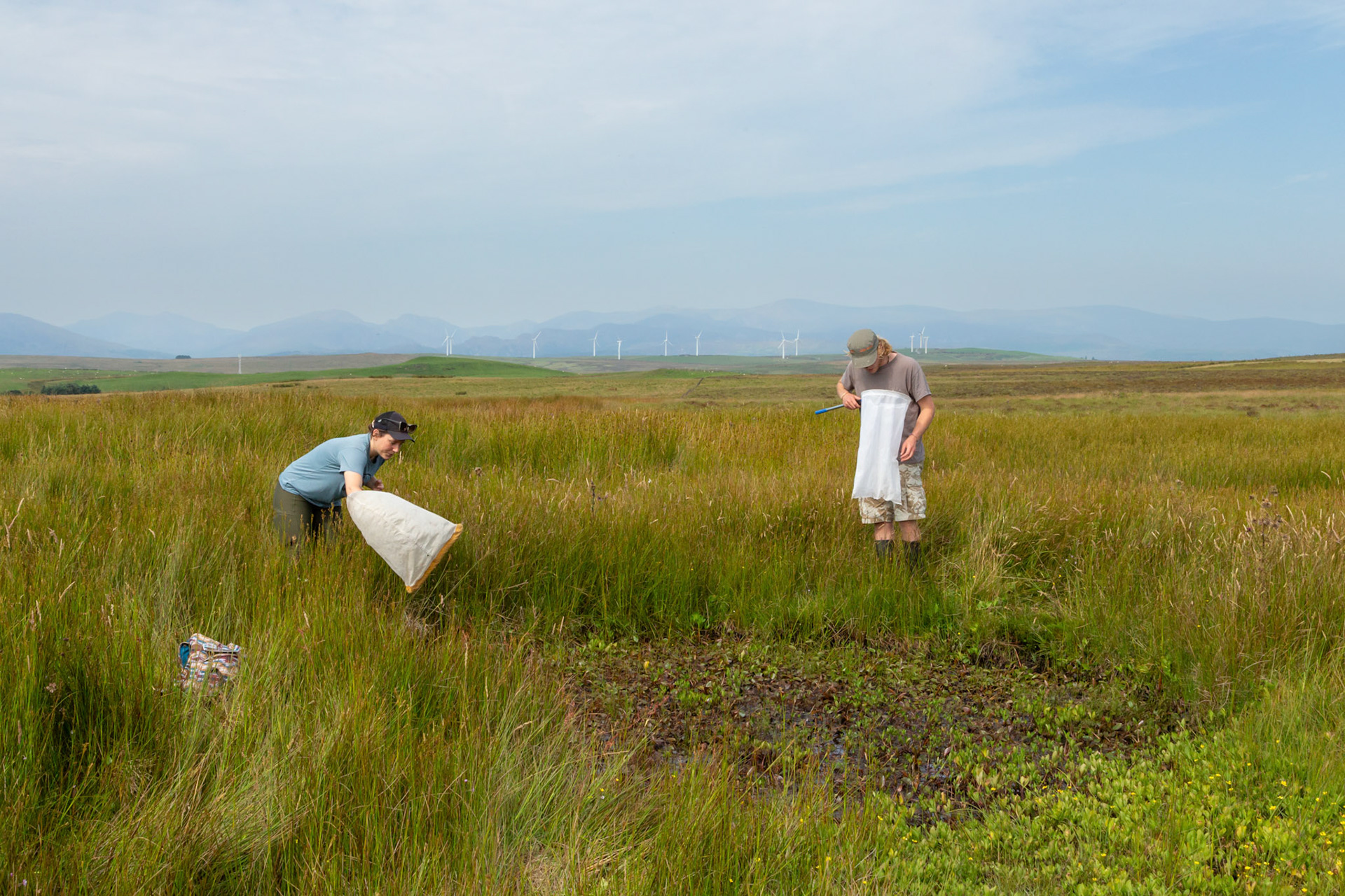 RSPB staff member and volunteer trying to catch dragonflies at pond on North Wales moors. Summer, North Wales, UK