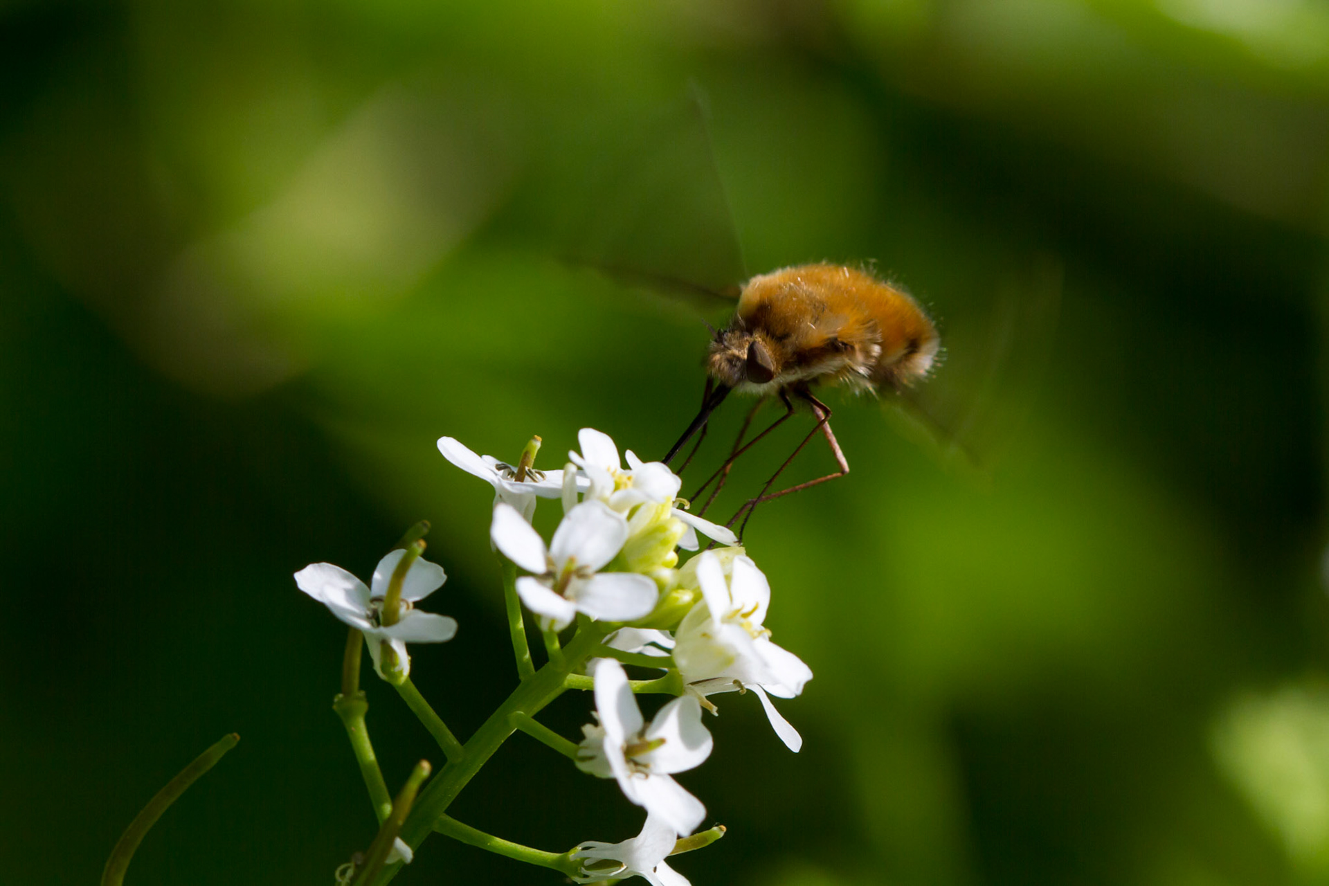 Bee Fly feeding