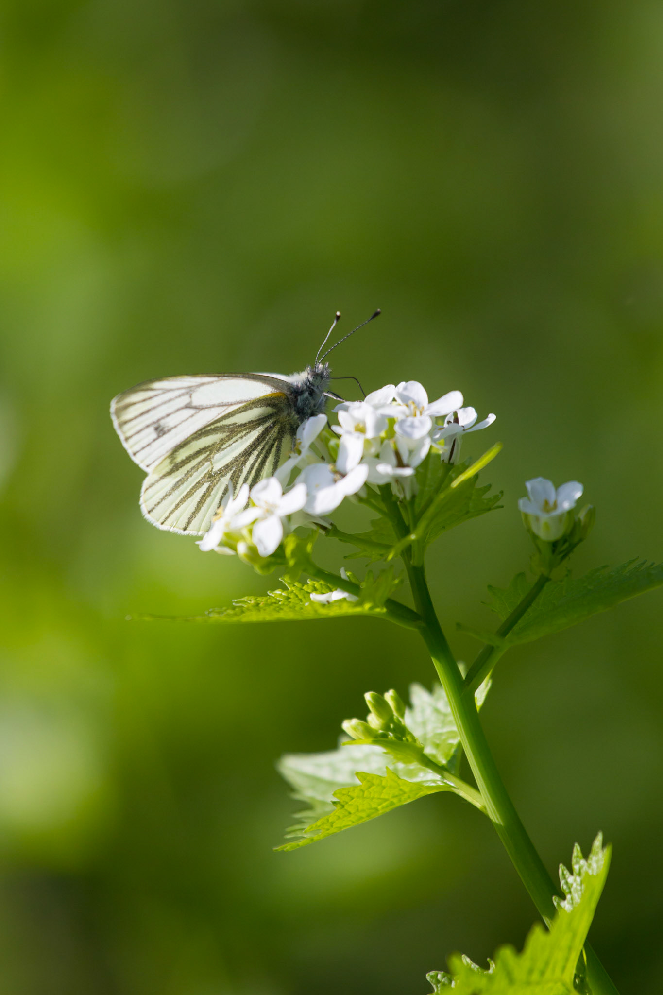 Green Veined White, Pieris napi, adult, on plant, spring, Wales, UK.