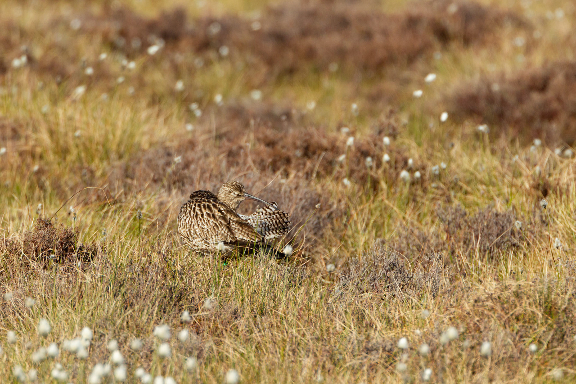 Curlew, Numenius arquata, adult, male. Preening on moor Spring, North Wales, UK.