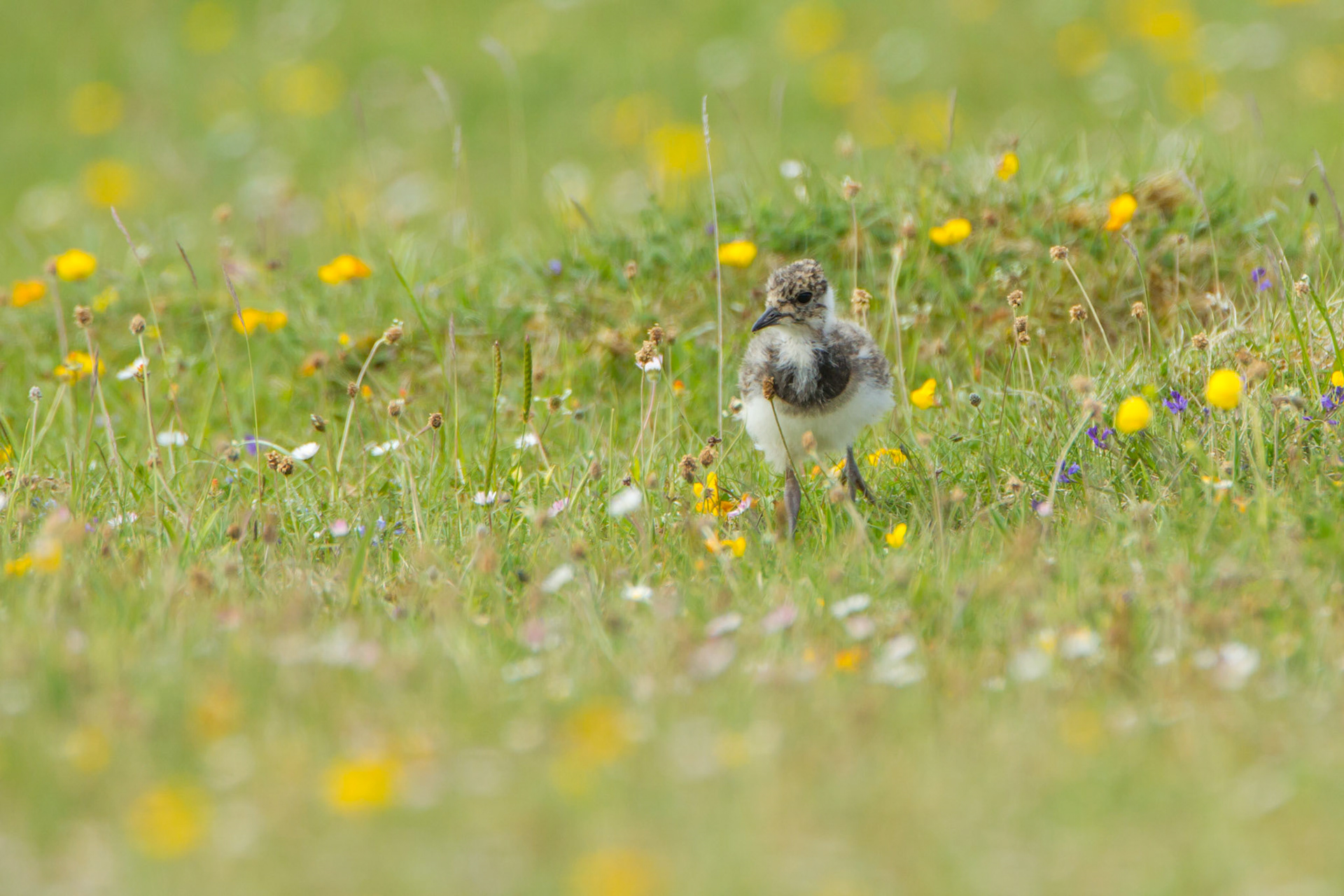 Lapwing, Vanellus vanellus, juvenile on Machair, summer, North Uist, Outer hebrides, Scotland, UK.