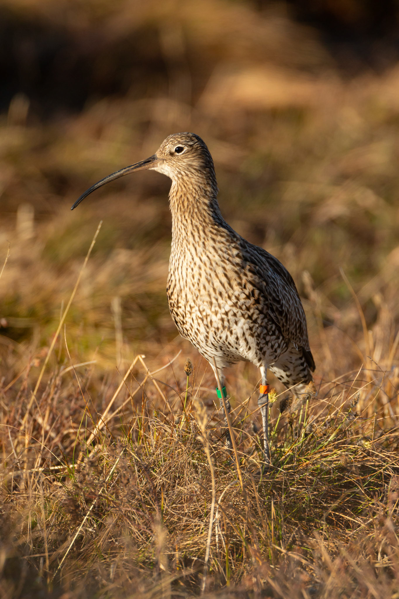 Curlew, Numenius arquata, adult, portrait in early morning light. Spring, North Wales, UK.