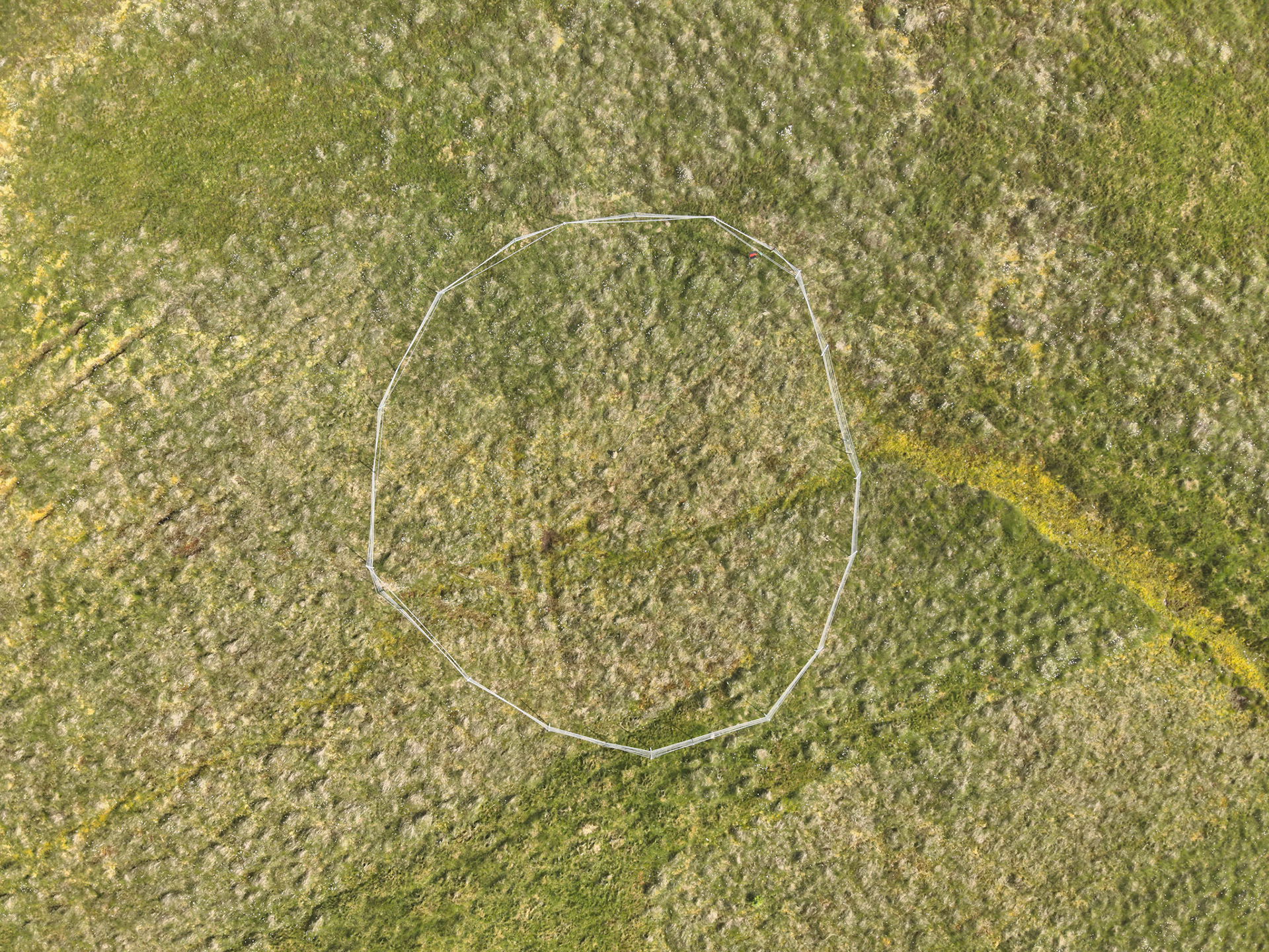 Curlew nest YI 3, taken with drone, looking down. Summer, North Wales, UK.