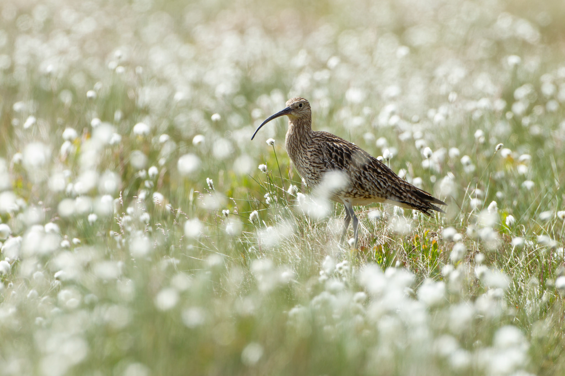 Curlew (Numenius arquata) adult in cotton grass looking at camera. Summer, North Wales, UK.