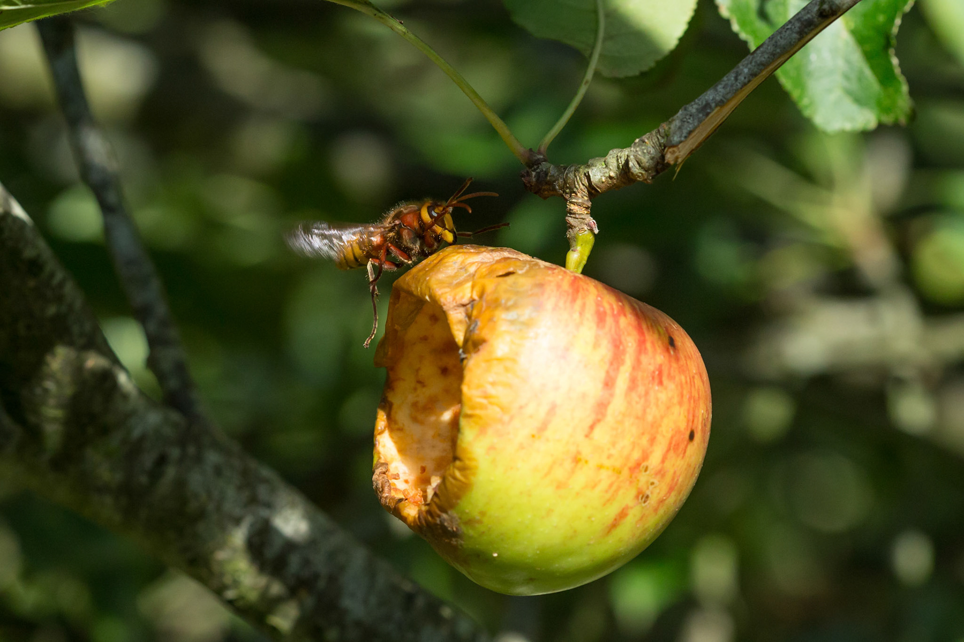 Hornet, Vespa crabro, adult, on apple. Summer, North Wales, UK.