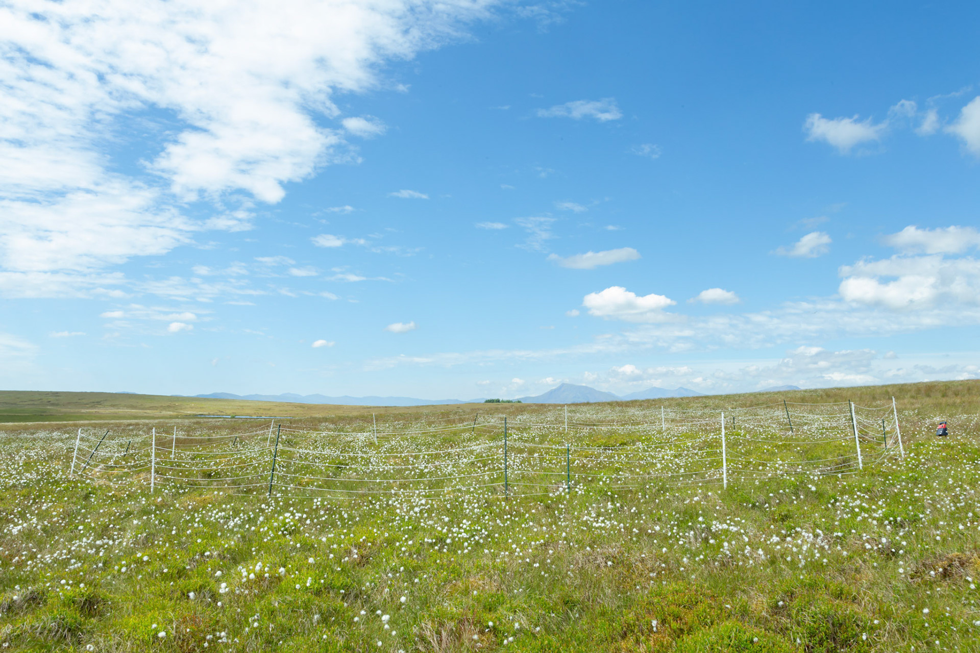 Curlew nest F 2, taken at ground level, Summer, North Wales, UK.