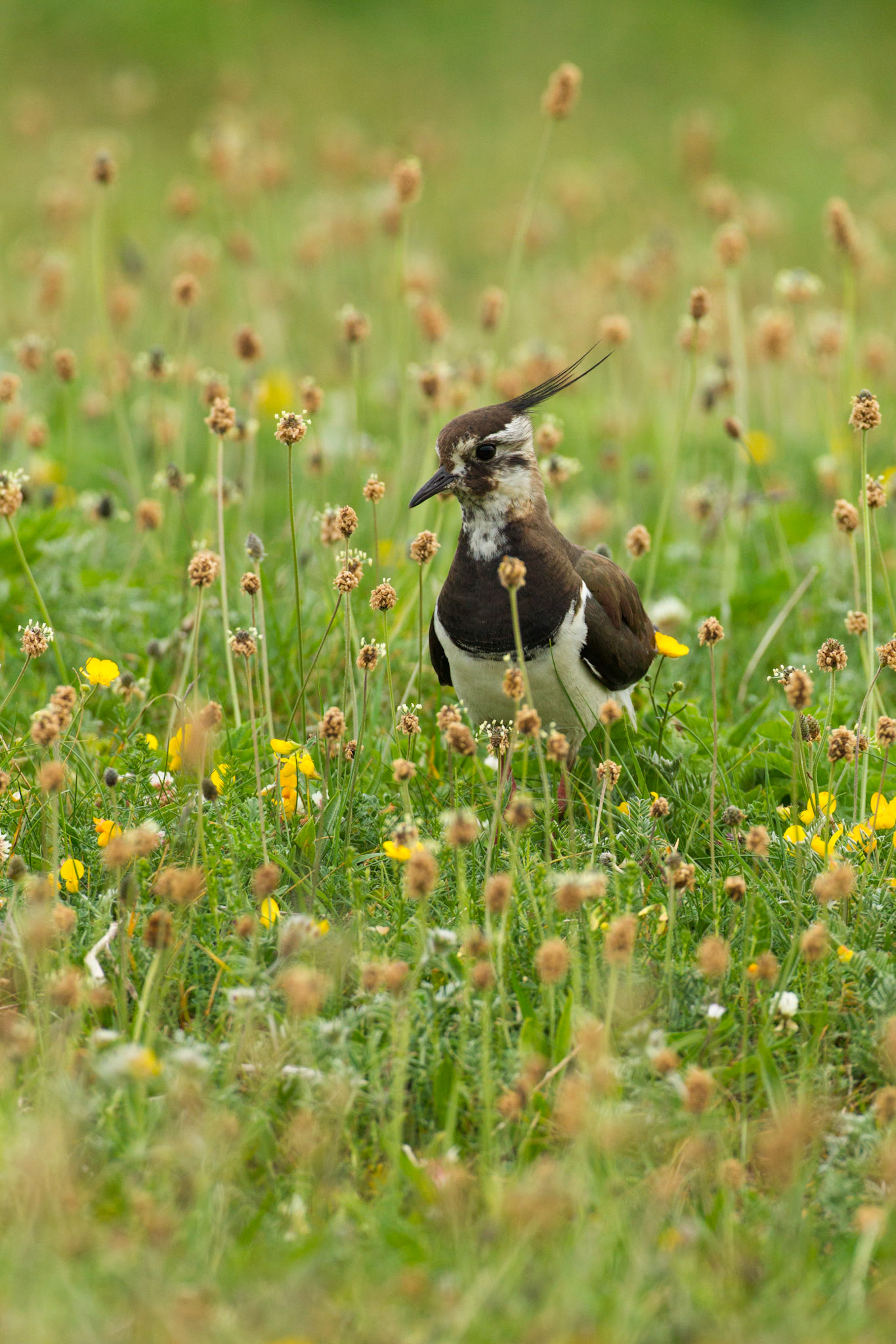 Lapwing, Vanellus vanellus, adult, on Machair, summer, North Uist, Outer hebrides, Scotland, UK. on Machair, summer, North Uist, Outer hebrides, Scotland, UK.