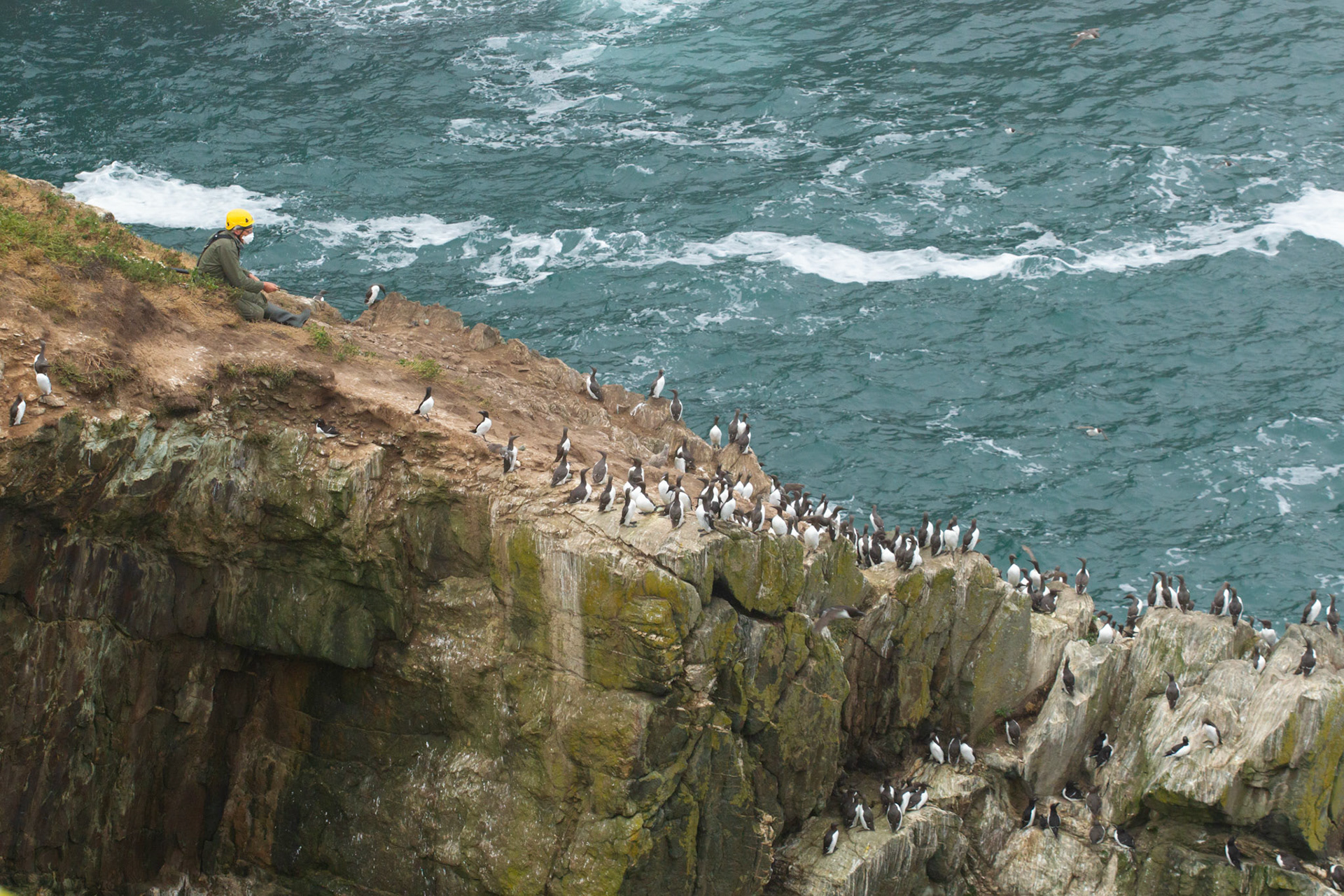 RSPB staff catching adult Guillimot, Uria aalge, for tagging. RSPB South Stack, Summer, Anglesey, North Wales, UK.