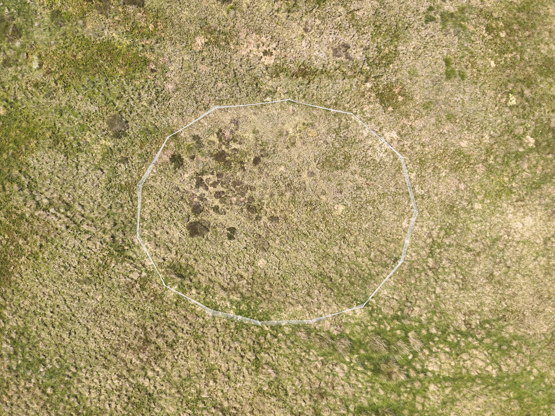 Curlew nest GD 2, taken with drone, looking down. Summer, North Wales, UK.