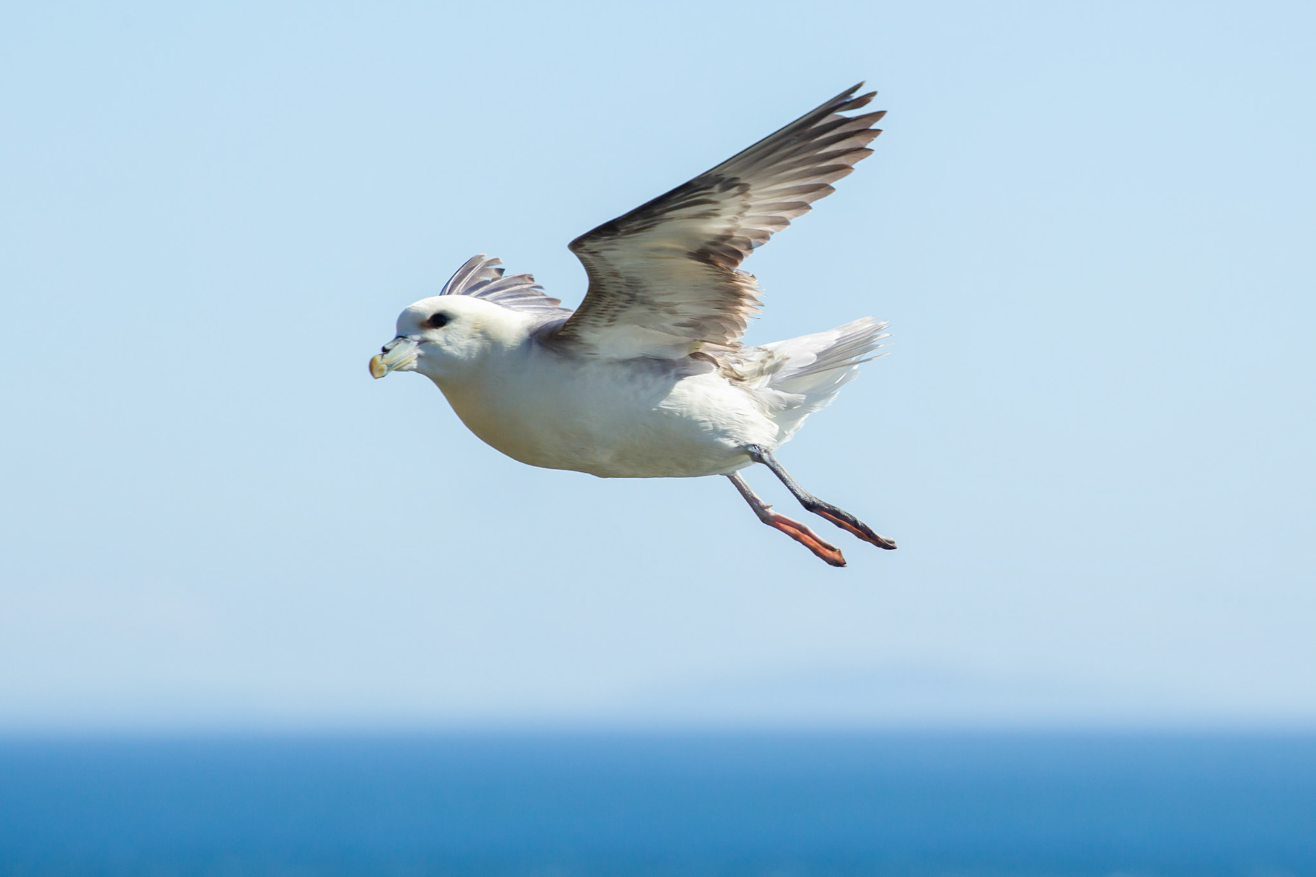 Fulmer, Fulmarus glacialis, adult, in flight, summer, RSPB South Stack, Anglesey, Wales, UK