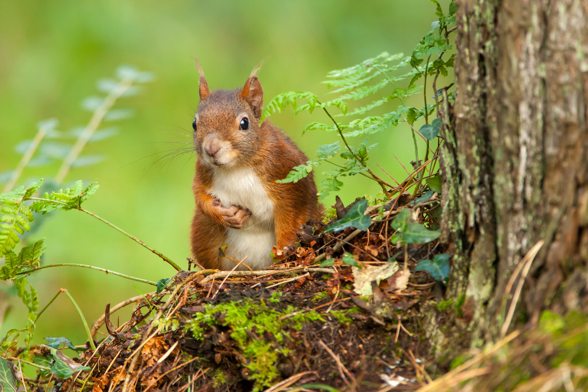 Red Squirrel, Sciurus vulgaris, adult, one, standing at base of tree trunk. Autumn, Wales, UK.