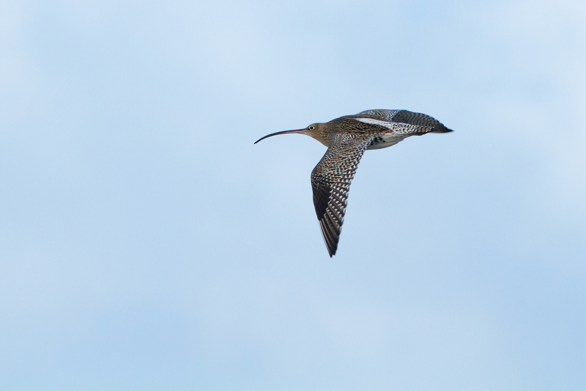 Curlew in flight 2