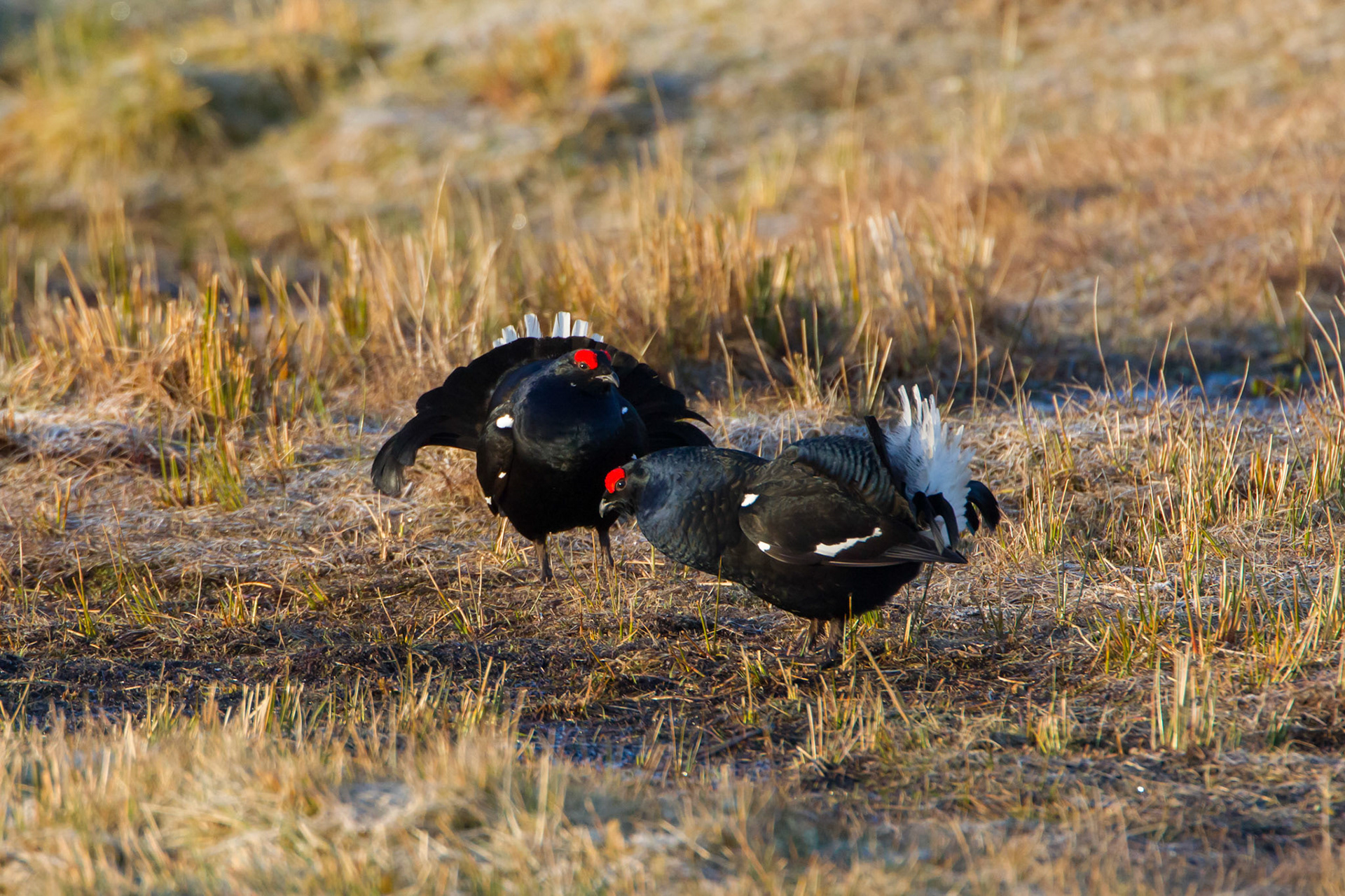 Black Grouse, Lyrurus tetrix, adult, male, pair during lek, spring, Wales, UK