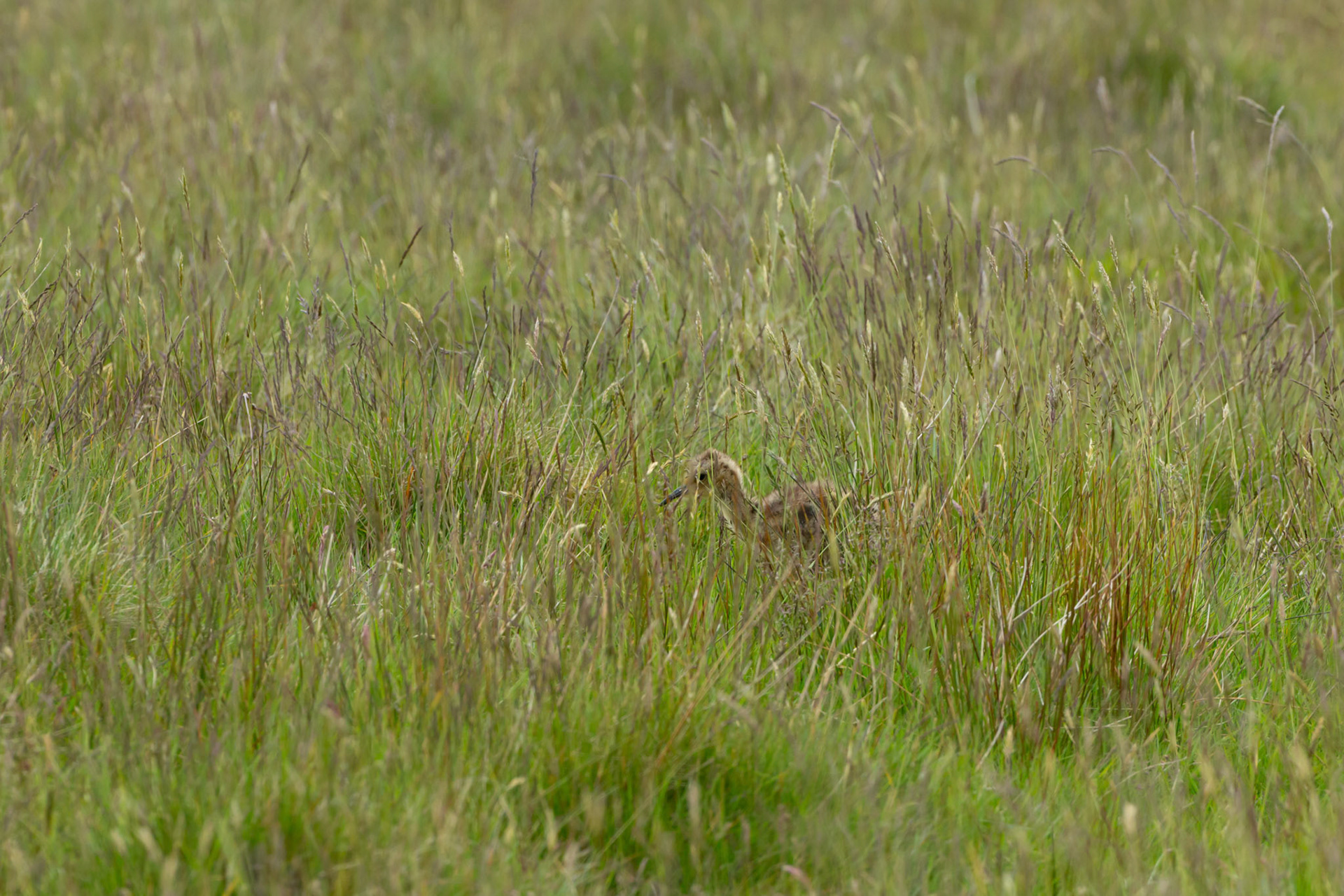 Curlew (Numenius arquata) chick, walking in long grass. Summer, North Wales, UK.