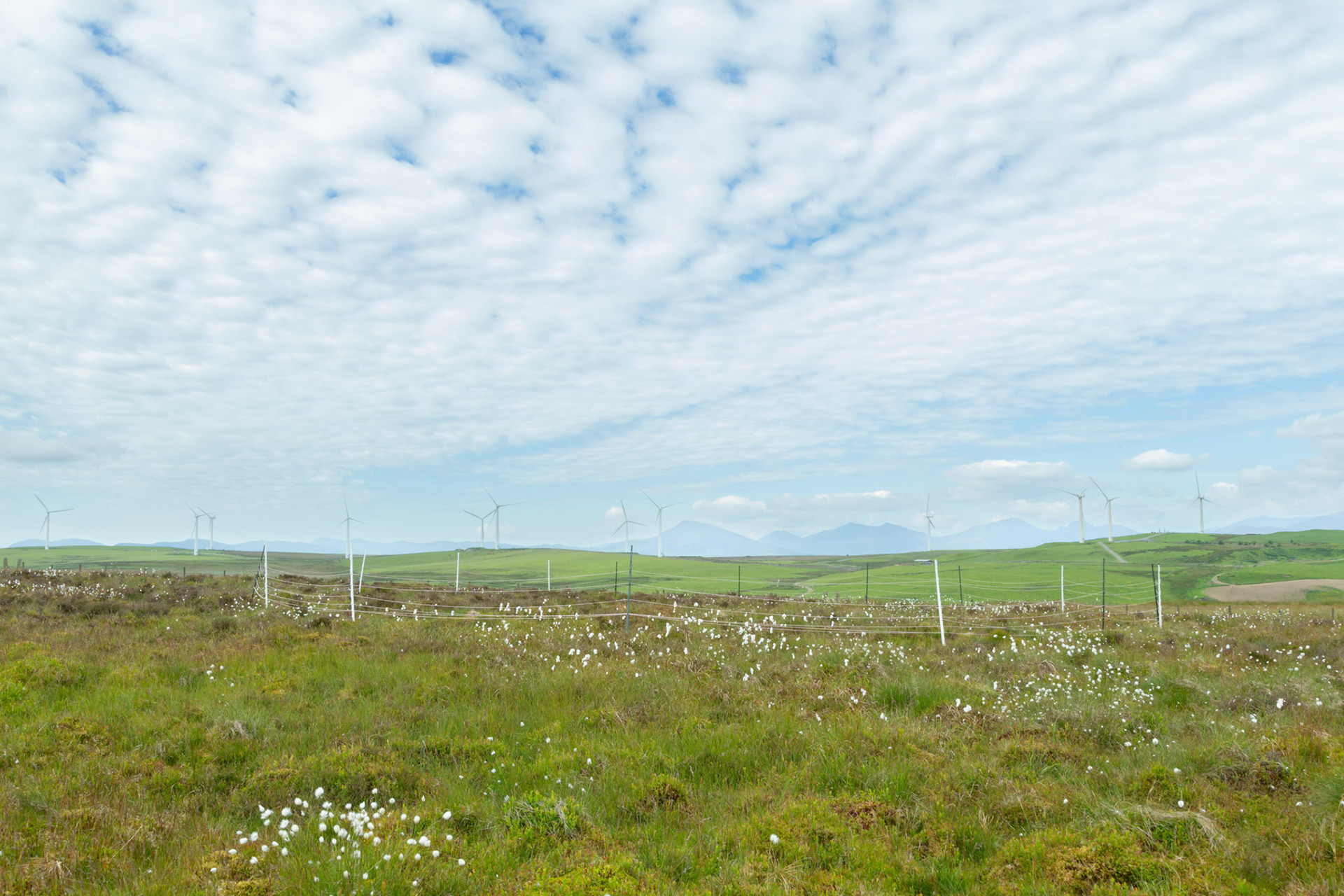Curlew nest F 1, taken at ground level, Summer, North Wales, UK.