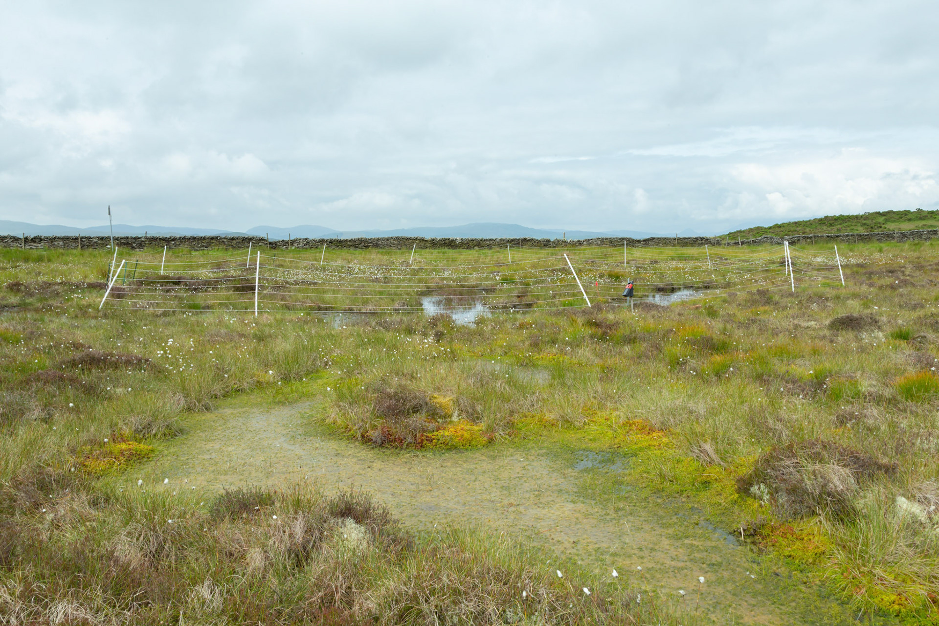 Curlew nest P 2, taken at ground level, Summer, North Wales, UK.