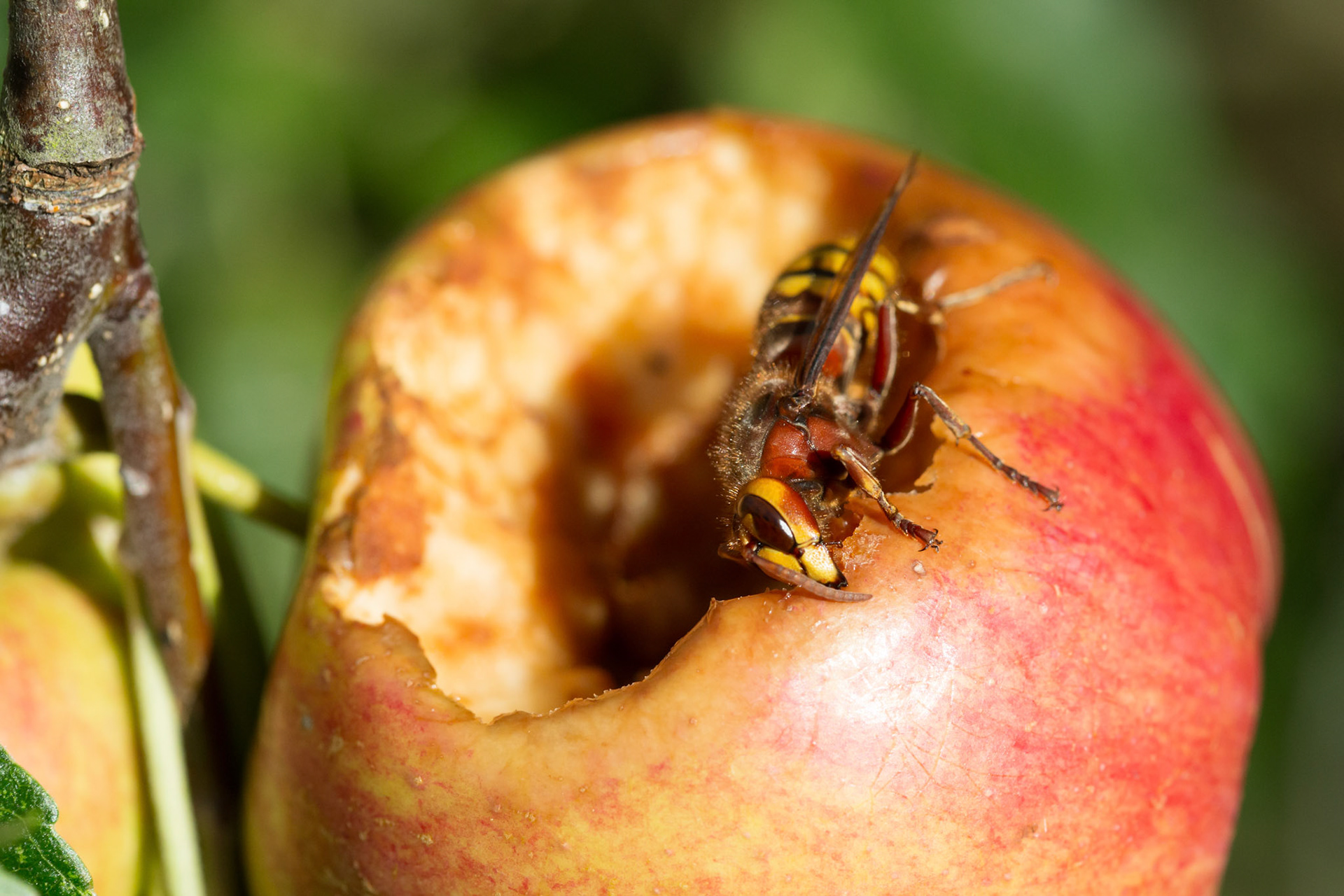 Hornet, Vespa crabro, adult, eating apple. Summer, North Wales, UK.
