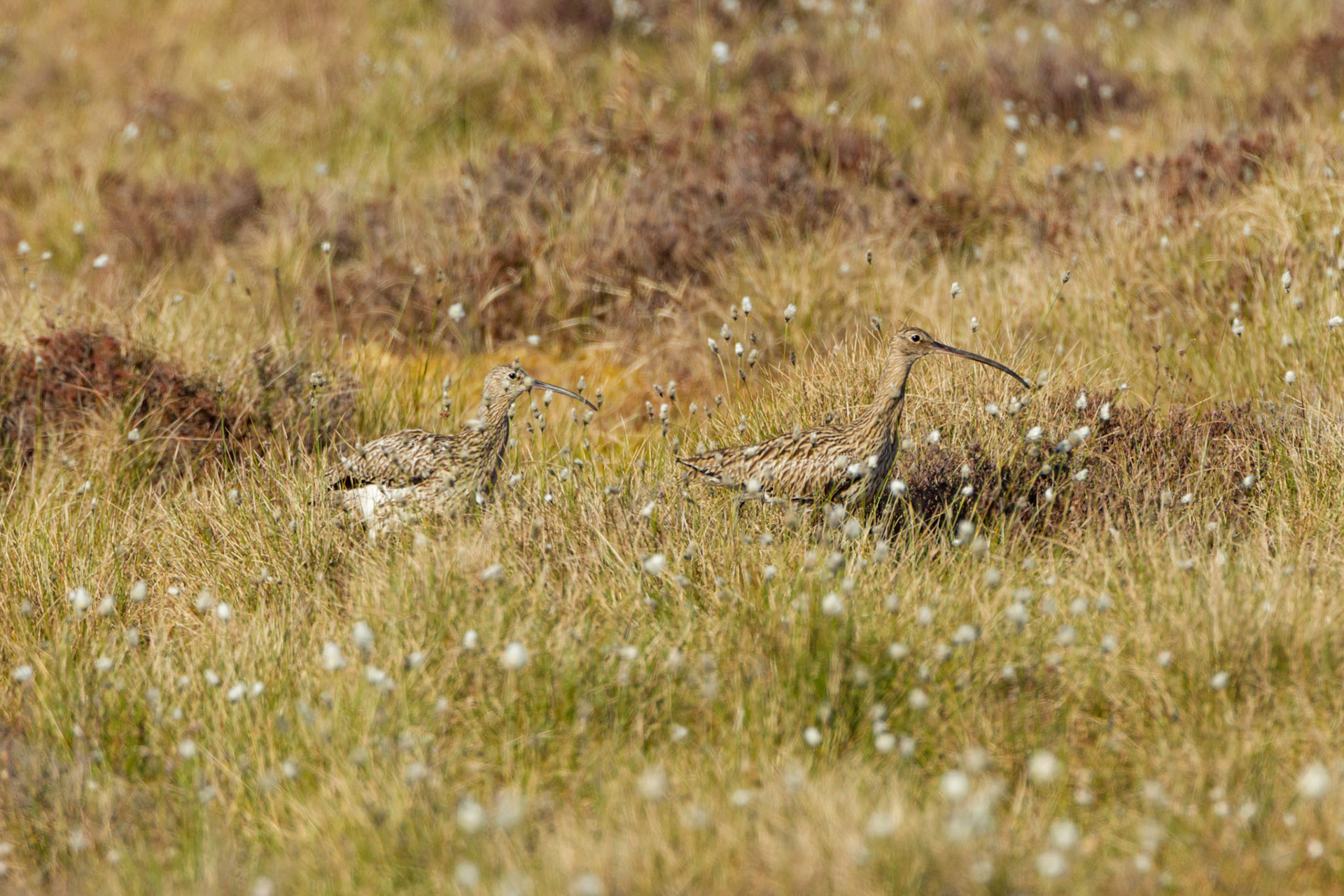 Curlew, Numenius arquata, adult,  pair on moor, walking among cotton grass. Spring, North Wales, UK.