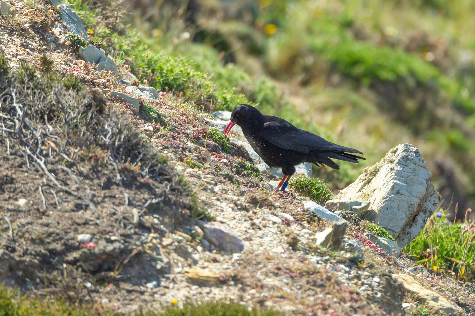 Chough, Pyrrhocorax pyrrhocorax, with rings, feeding on cliff. Summer, South Stack, Anglesey, Wales, UK