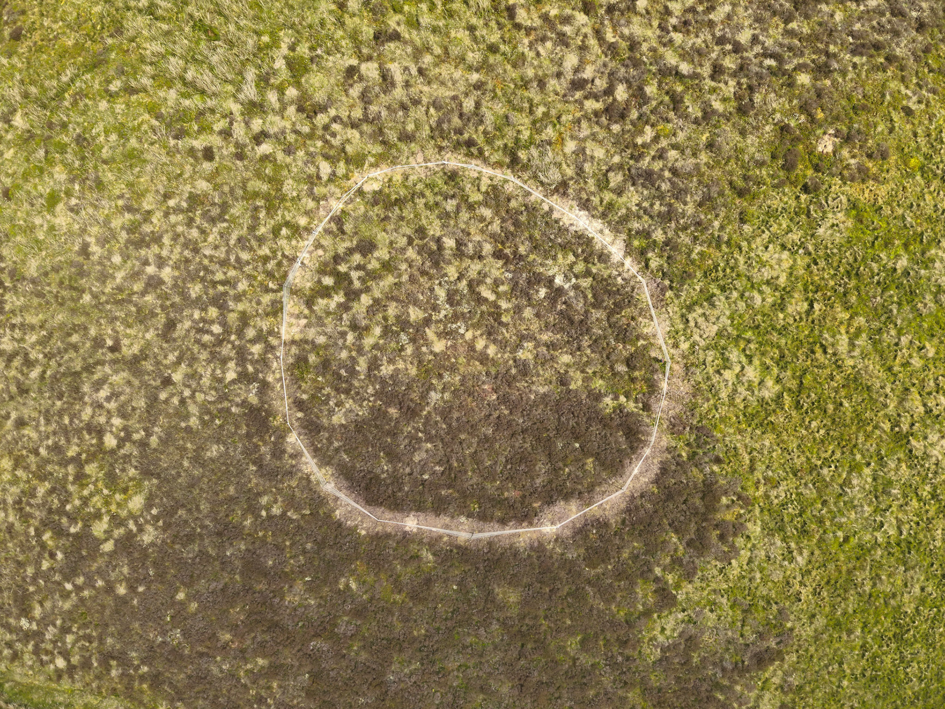 Curlew nest GD 4, taken with drone, looking down. Summer, North Wales, UK.