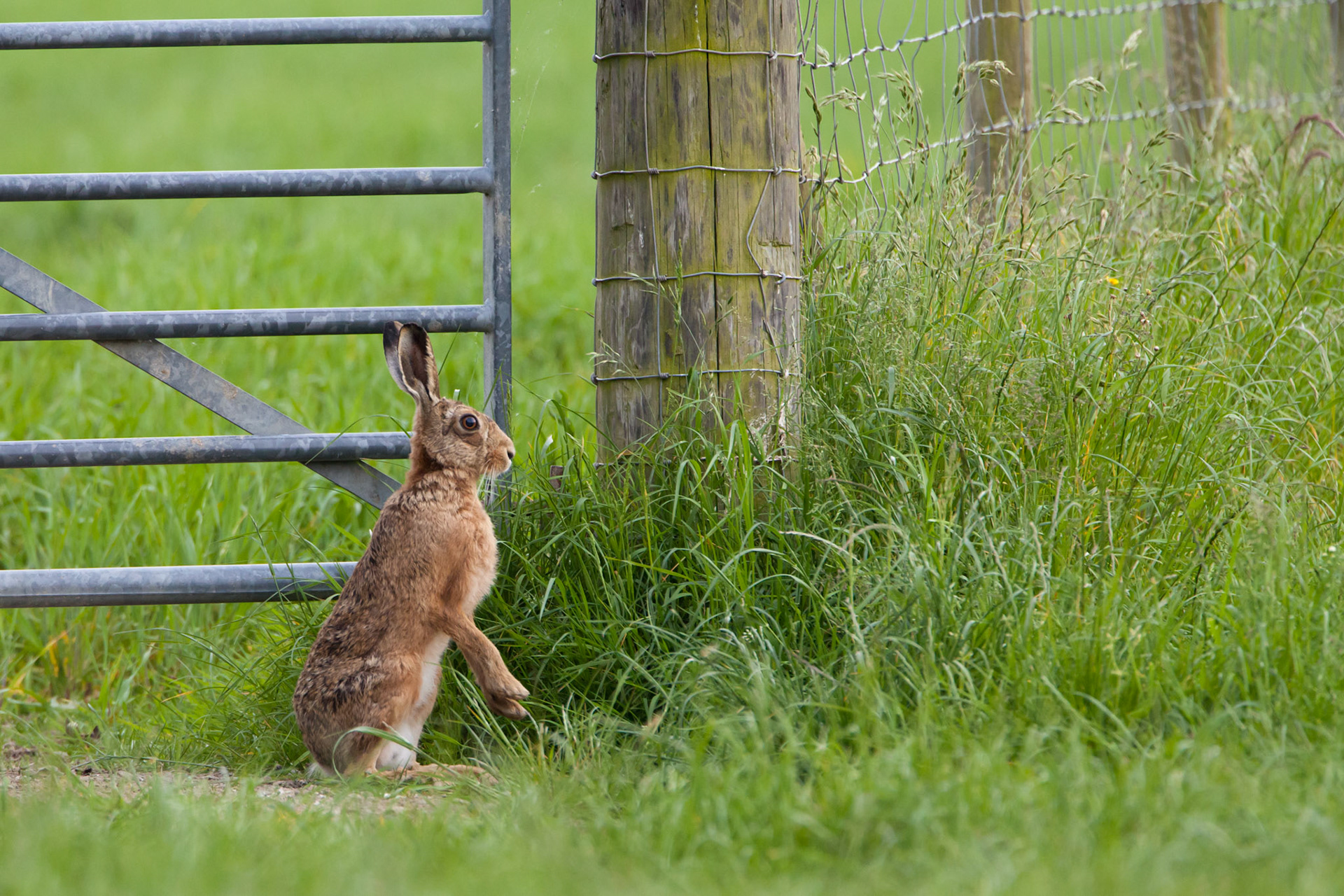 Hare by gate