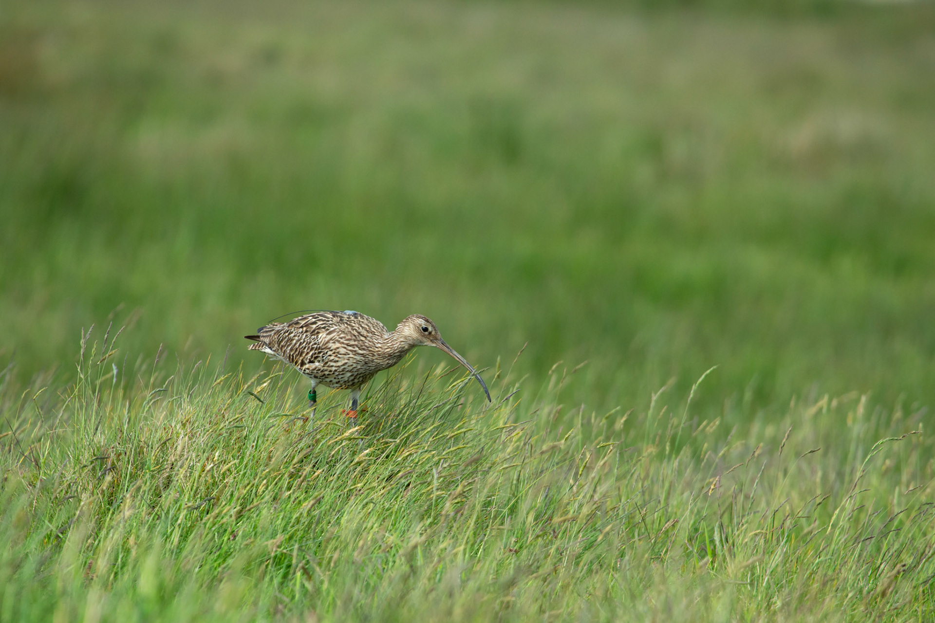 Tagged Curlew (Numenius arquata) adult, standing in hay field looking at camera. Summer, North Wales, UK.