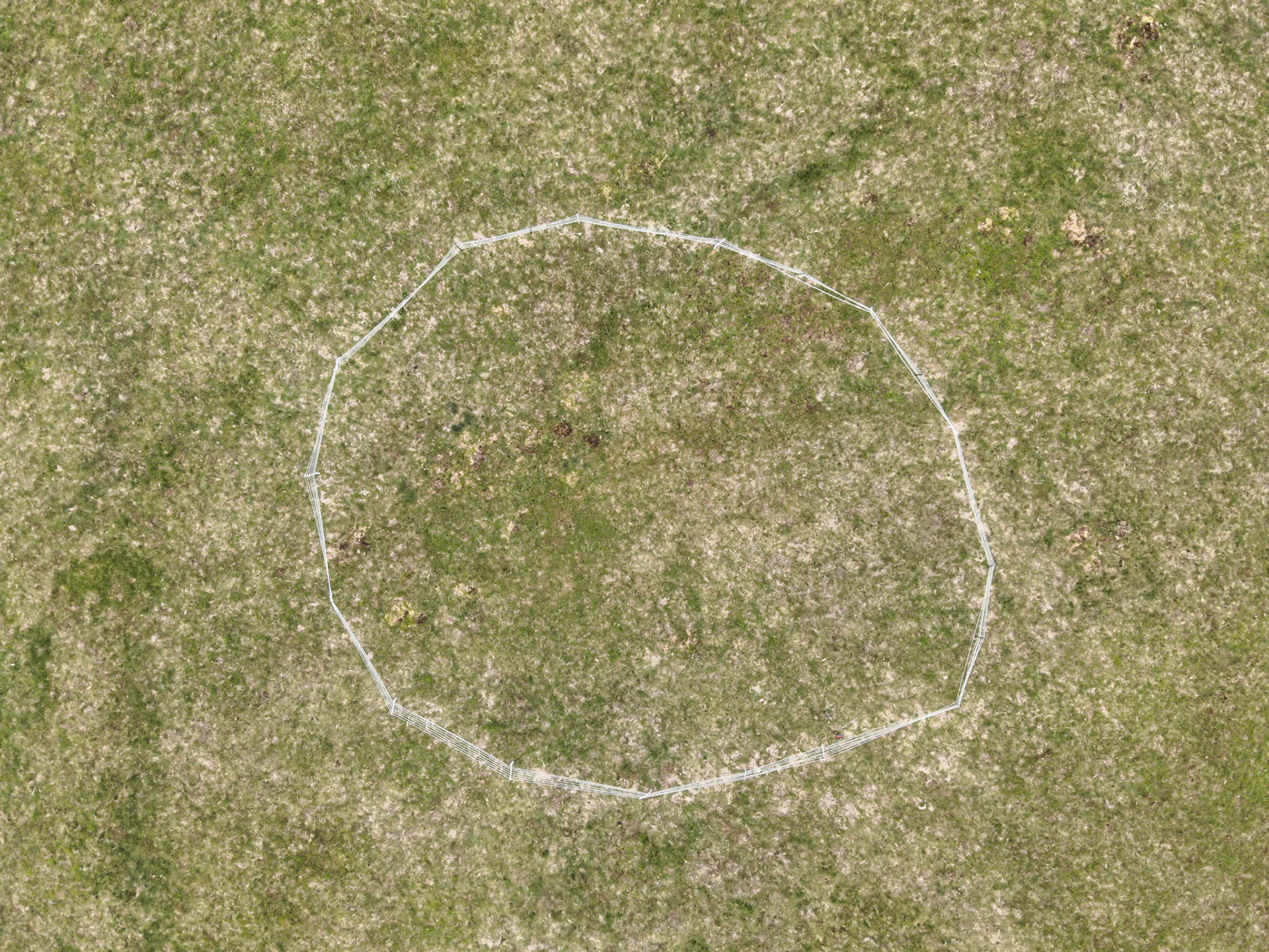 Curlew nest P 7, taken with drone, looking down. Summer, North Wales, UK.