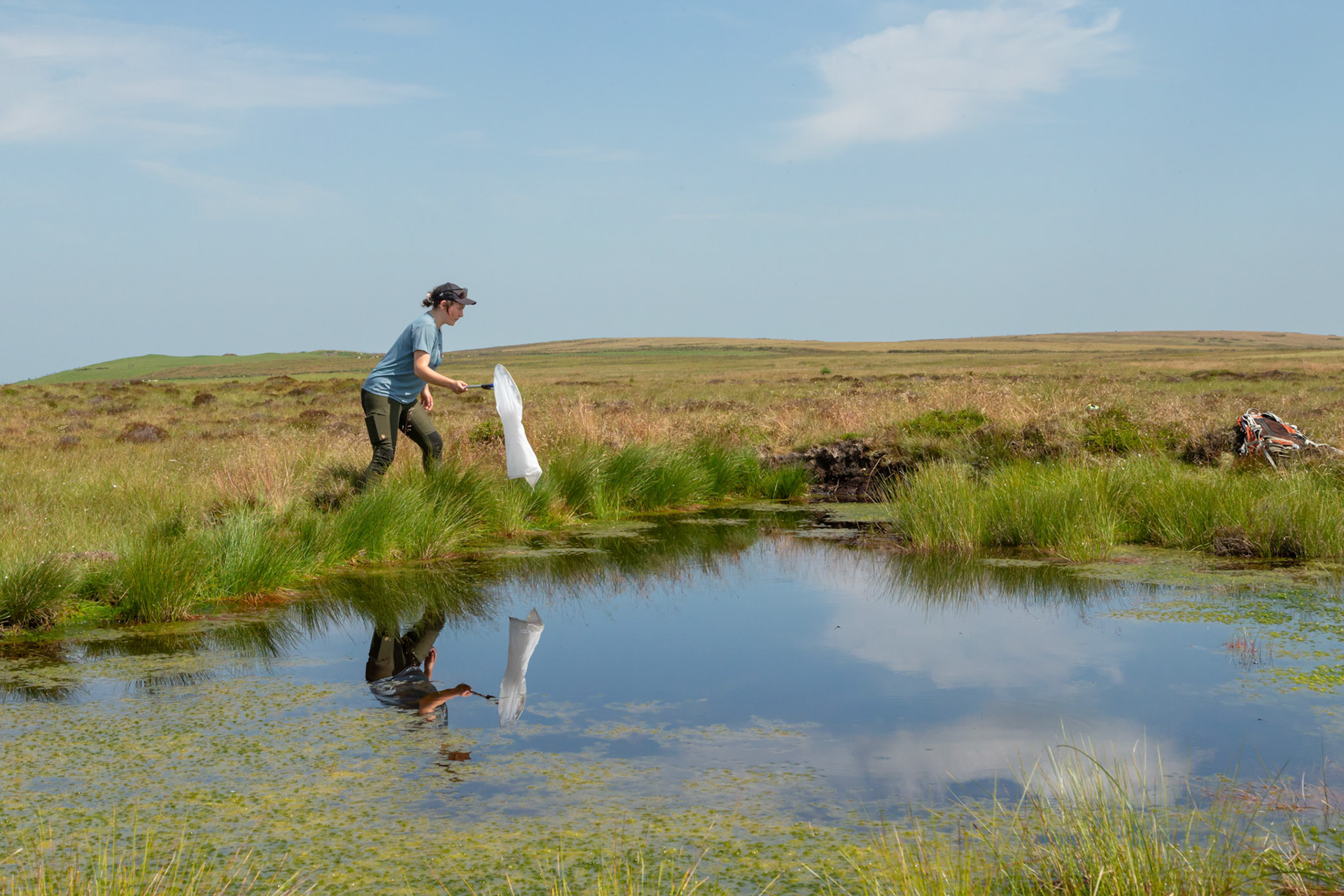 RSPB staff member trying to catch a dragonfly next to pool, with reflections. Whilst surveying on North Wales moors. Summer, North Wales, UK