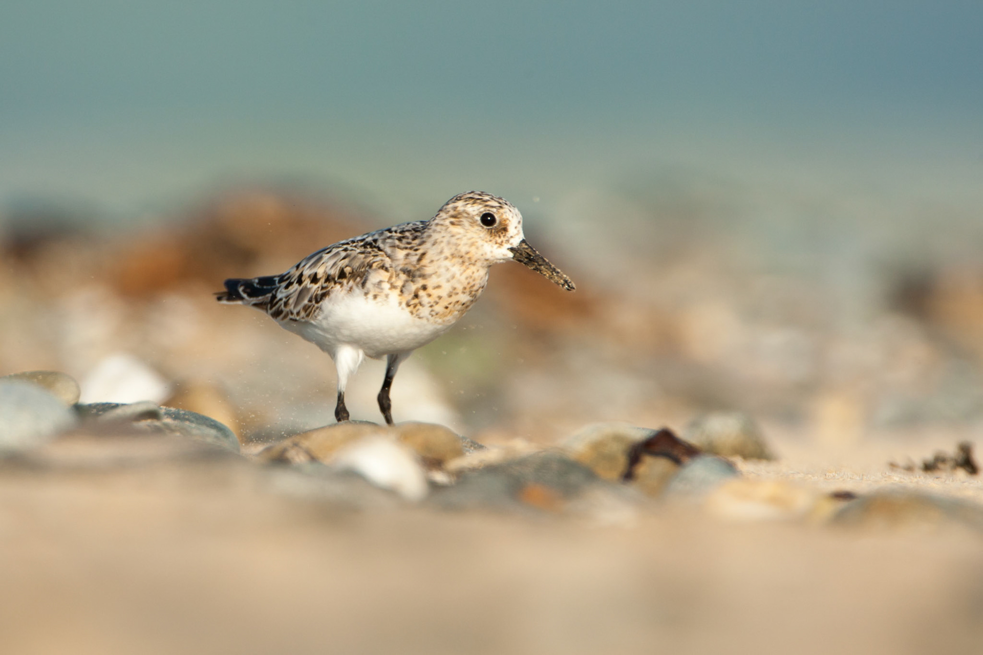 Sanderling on beach.