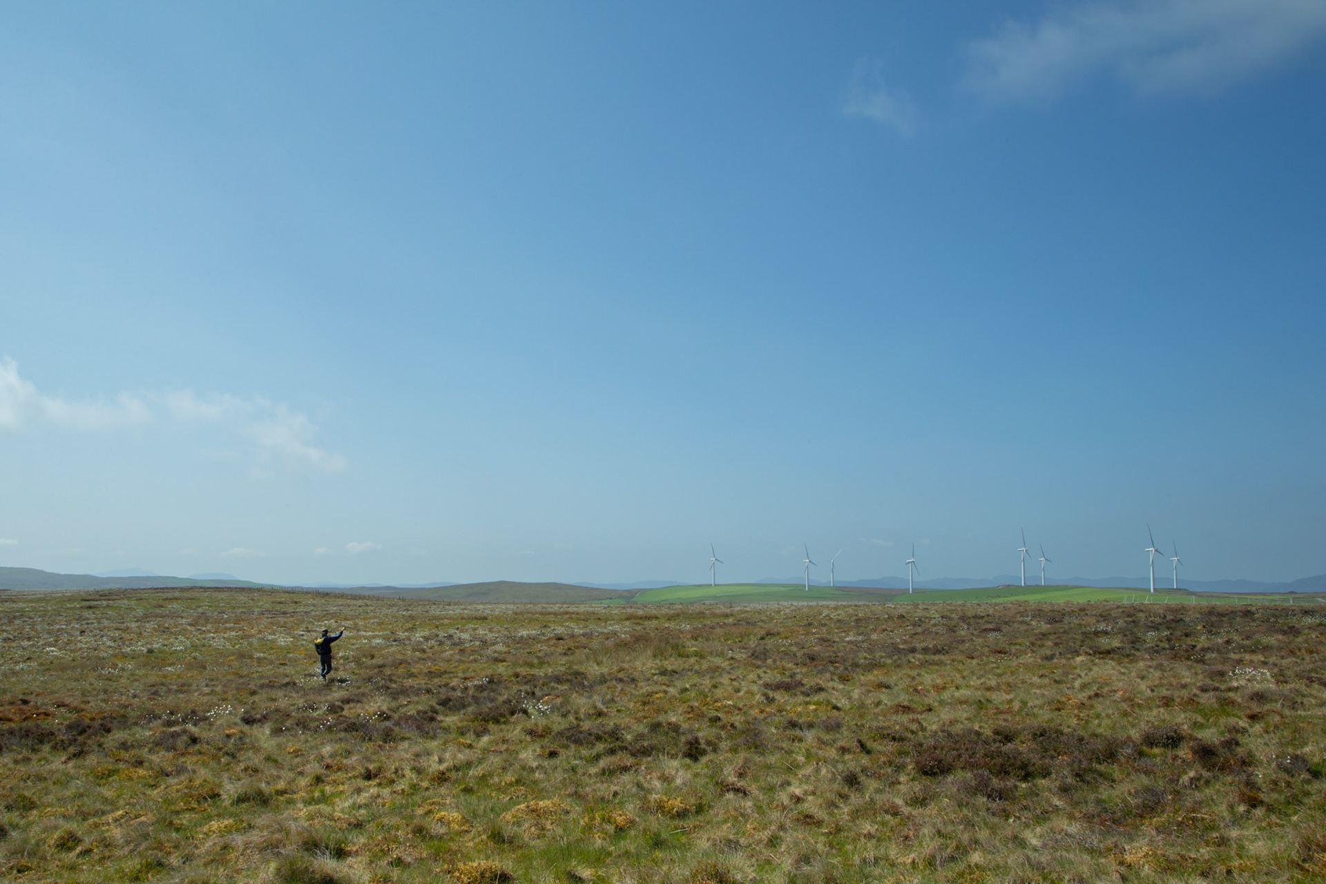 RSPB staff member checking for Curlew, Numenius arquata, with radio receiving equiment. Small in frame. North Wales moors, Spring, Wales, UK.