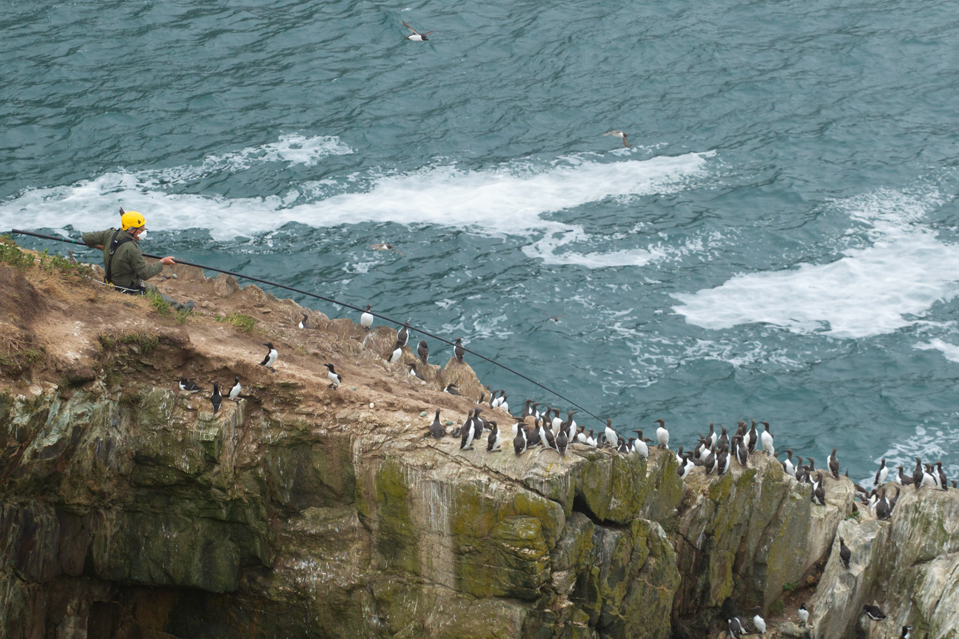 RSPB staff catching adult Guillimot, Uria aalge, for tagging. RSPB South Stack, Summer, Anglesey, North Wales, UK.