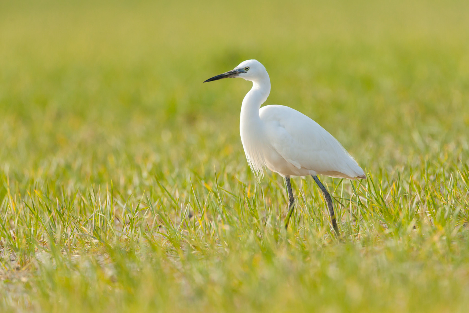 Little Egret, Egretta garzetta, adult, standing in field, Spring, Powys, Wales
