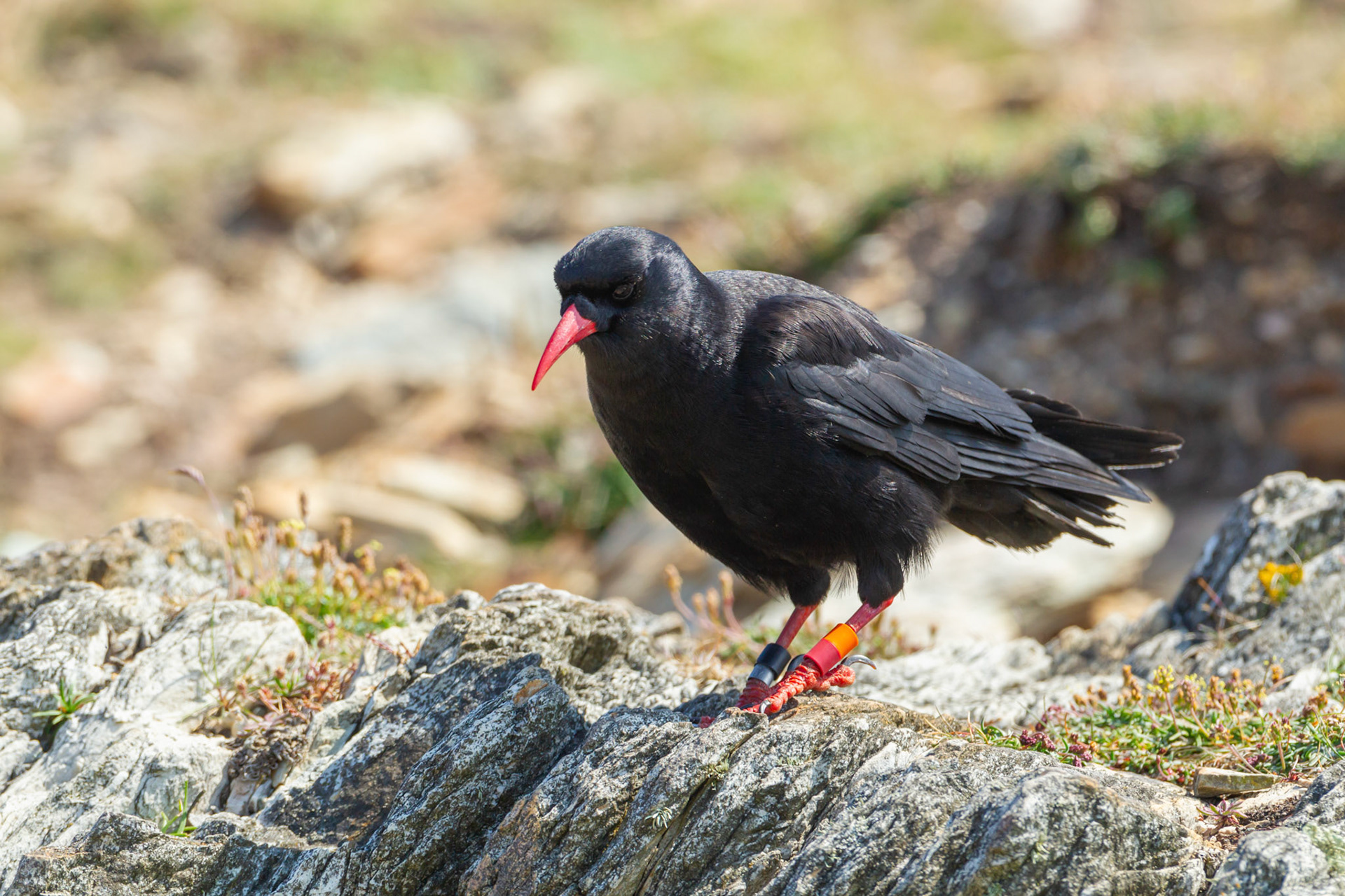 Chough, Pyrrhocorax pyrrhocorax, adult, with rings, standing on rock. Summer, South Stack, Anglesey, Wales, UK