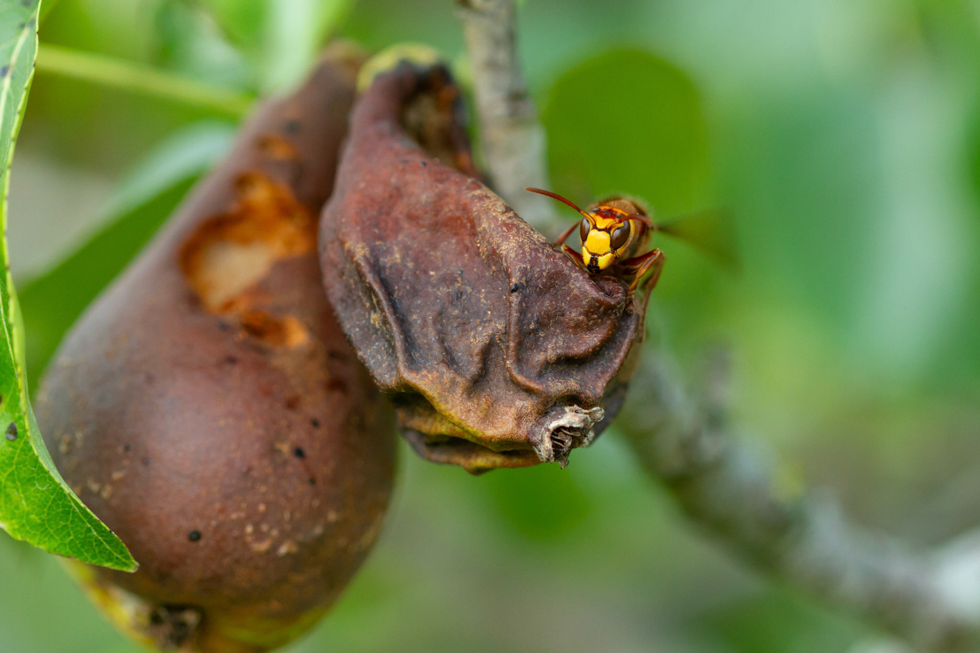Hornet, Vespa crabro, adult, on pear. Summer, North Wales, UK.