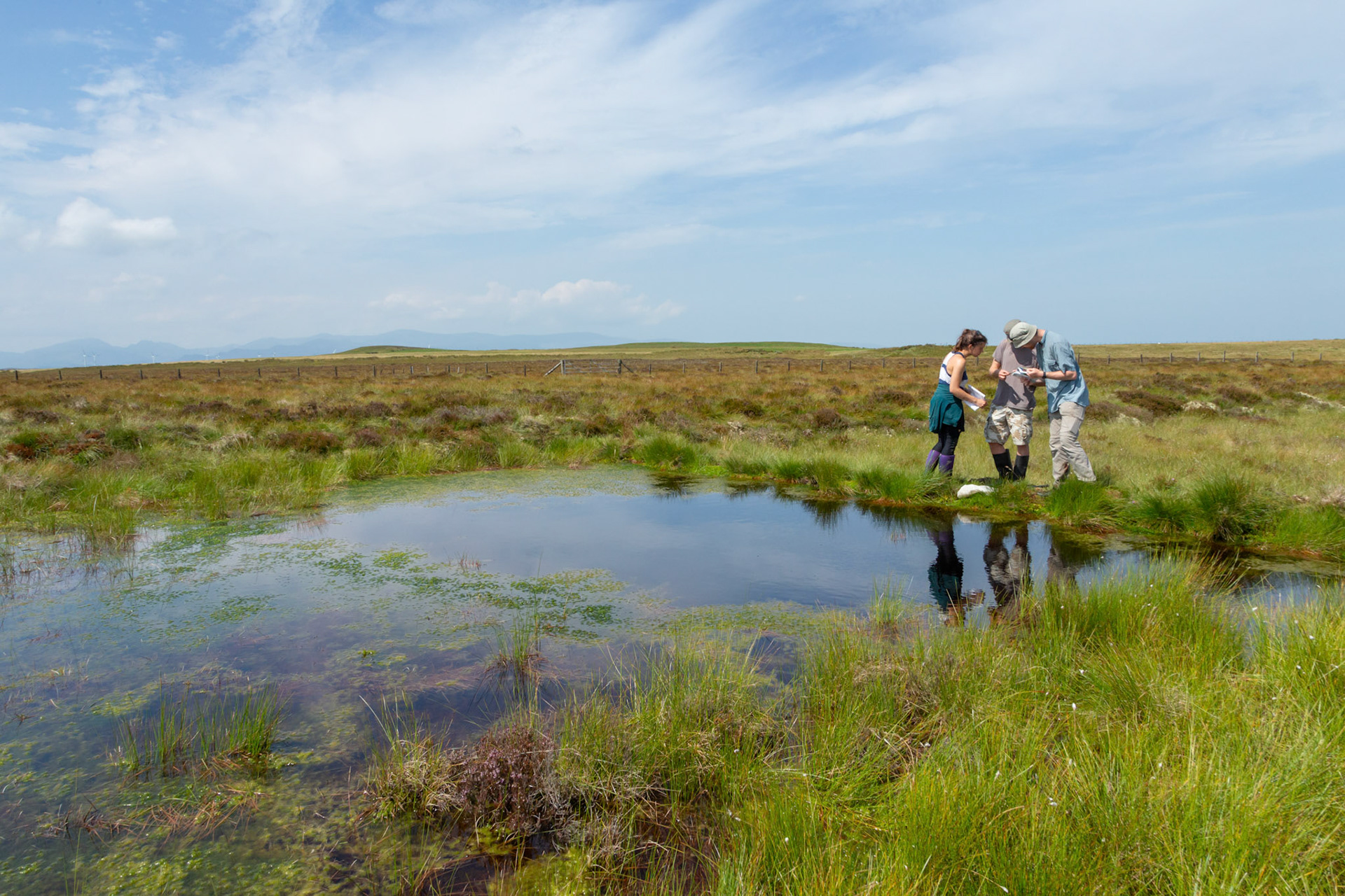 RSPB staff members and volunteer confirming dragonfly species whilst conducting a dragonfly survey at pond on North Wales moors. Summer, Wales, UK.