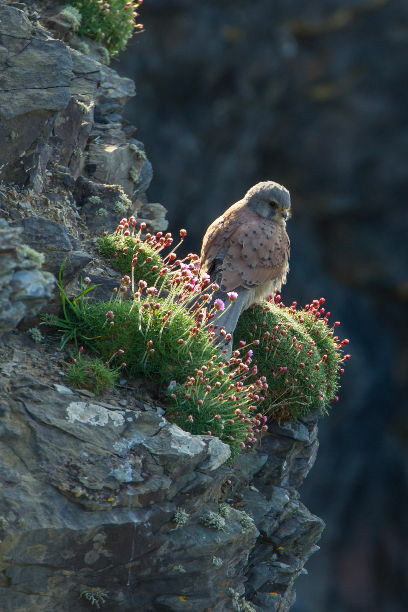 Kestrel, Falco tinnunculus, adult, on cliff face, Spring, Pembrokeshire, Wales, UK