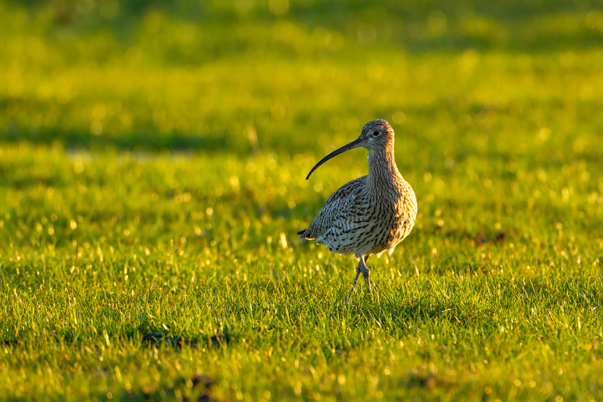 Curlew, Numenius arquata, Adult, waliking in evening light, Spring, Wales, UK