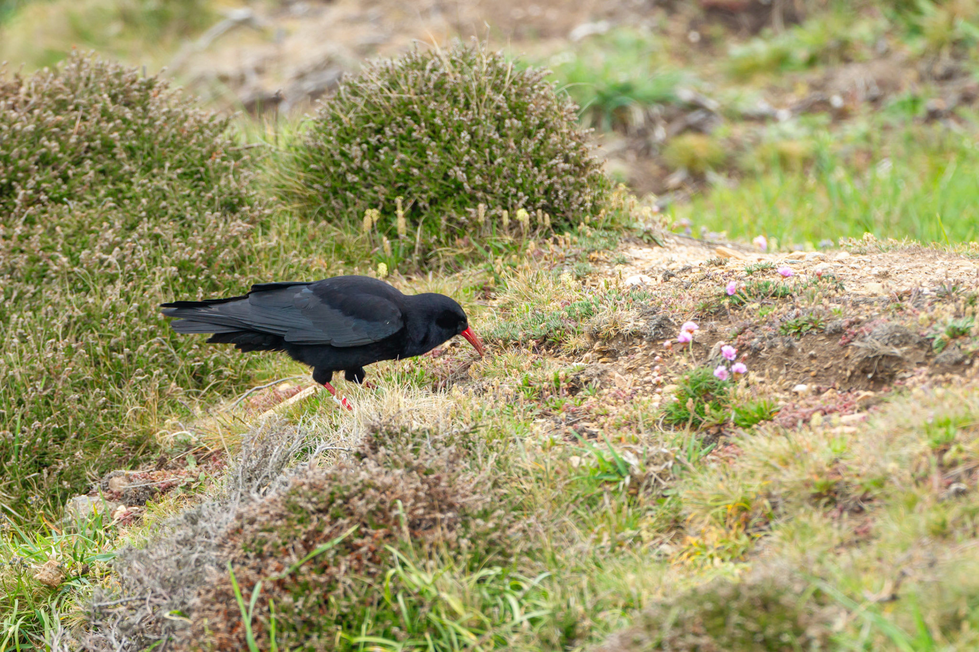 Chough, Pyrrhocorax pyrrhocorax, adult, feeding on grassy cliff top. Summer, South Stack, Anglesey, Wales, UK