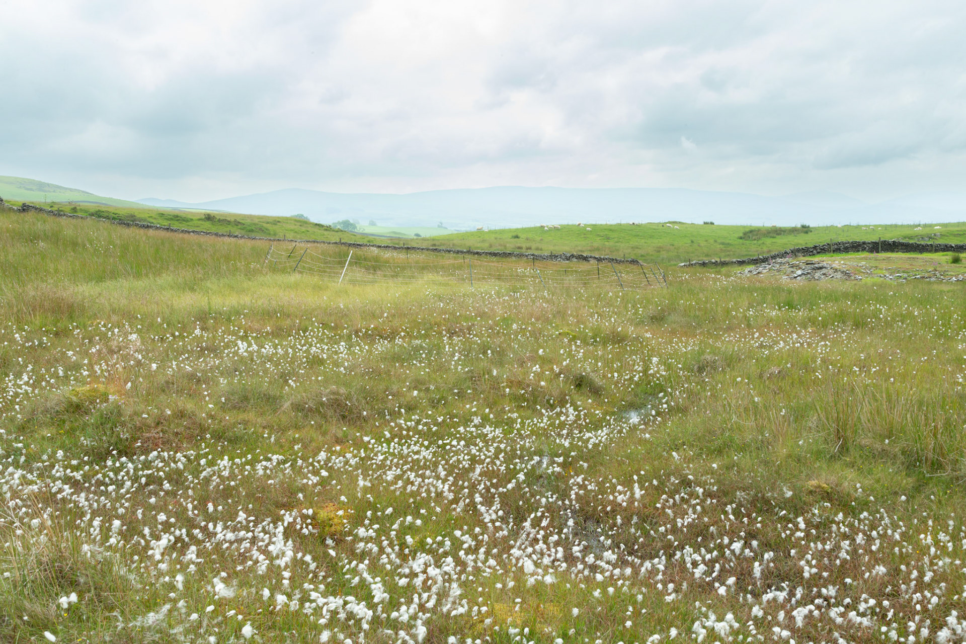 Curlew nest P 8, taken at ground level, Summer, North Wales, UK.